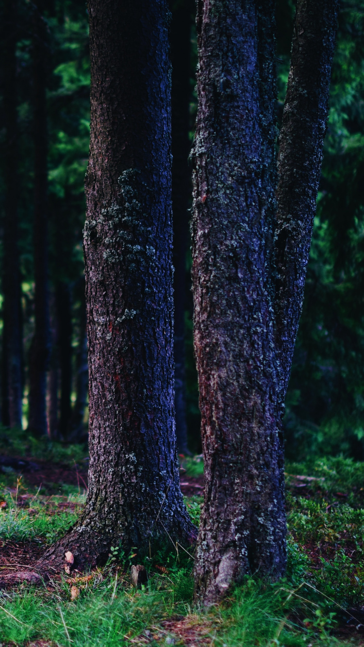 Stamm, Baum, Wald, Gr, Natürlichen Umgebung. Wallpaper in 750x1334 Resolution