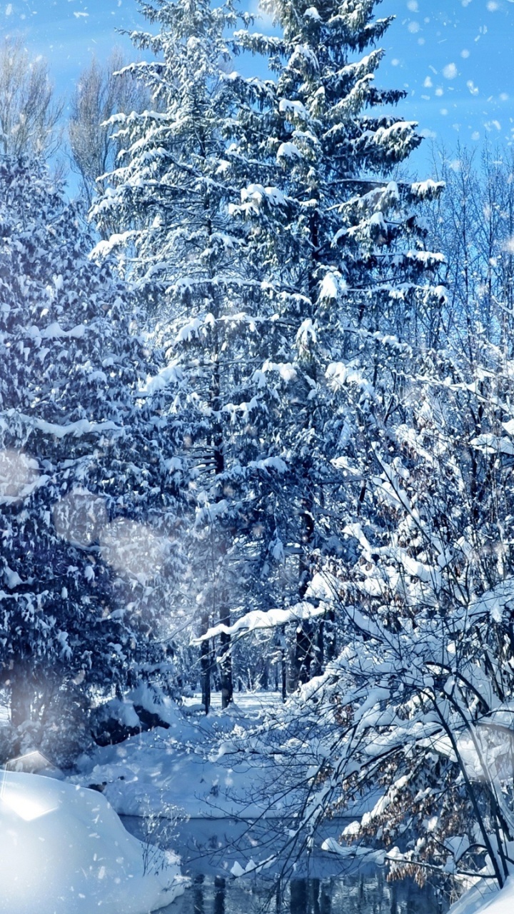 Árboles Cubiertos de Nieve y Carreteras Durante el Día.. Wallpaper in 720x1280 Resolution