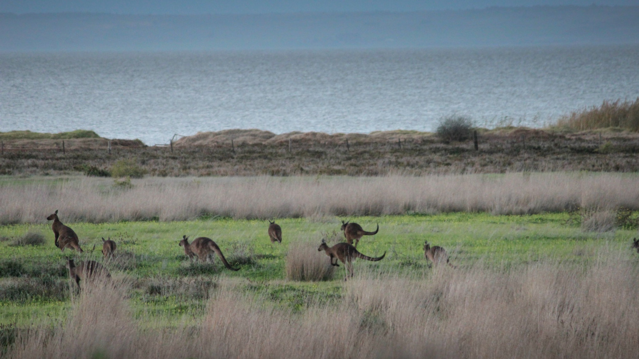 Cerf Brun Sur Terrain D'herbe Verte Pendant la Journée. Wallpaper in 1280x720 Resolution