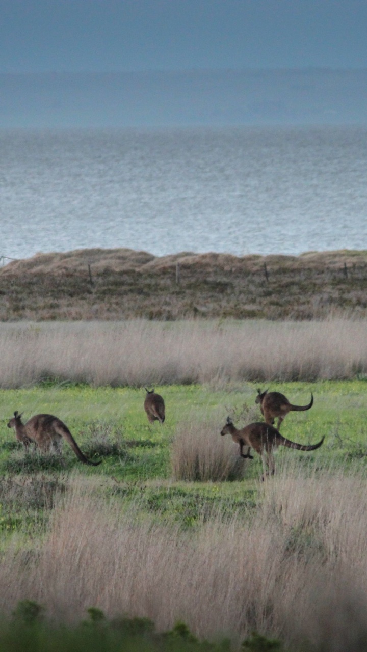 Cerf Brun Sur Terrain D'herbe Verte Pendant la Journée. Wallpaper in 720x1280 Resolution