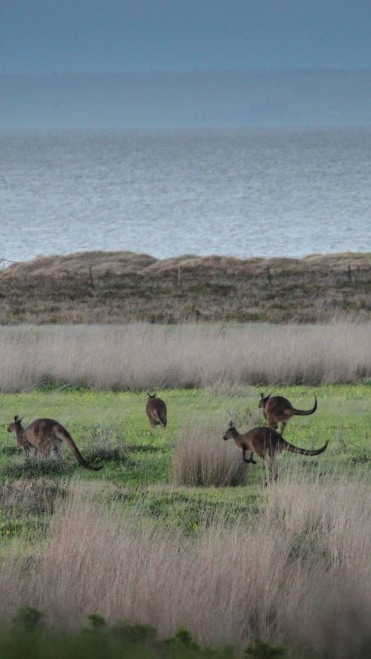 Cerf Brun Sur Terrain D'herbe Verte Pendant la Journée. Wallpaper in 750x1334 Resolution