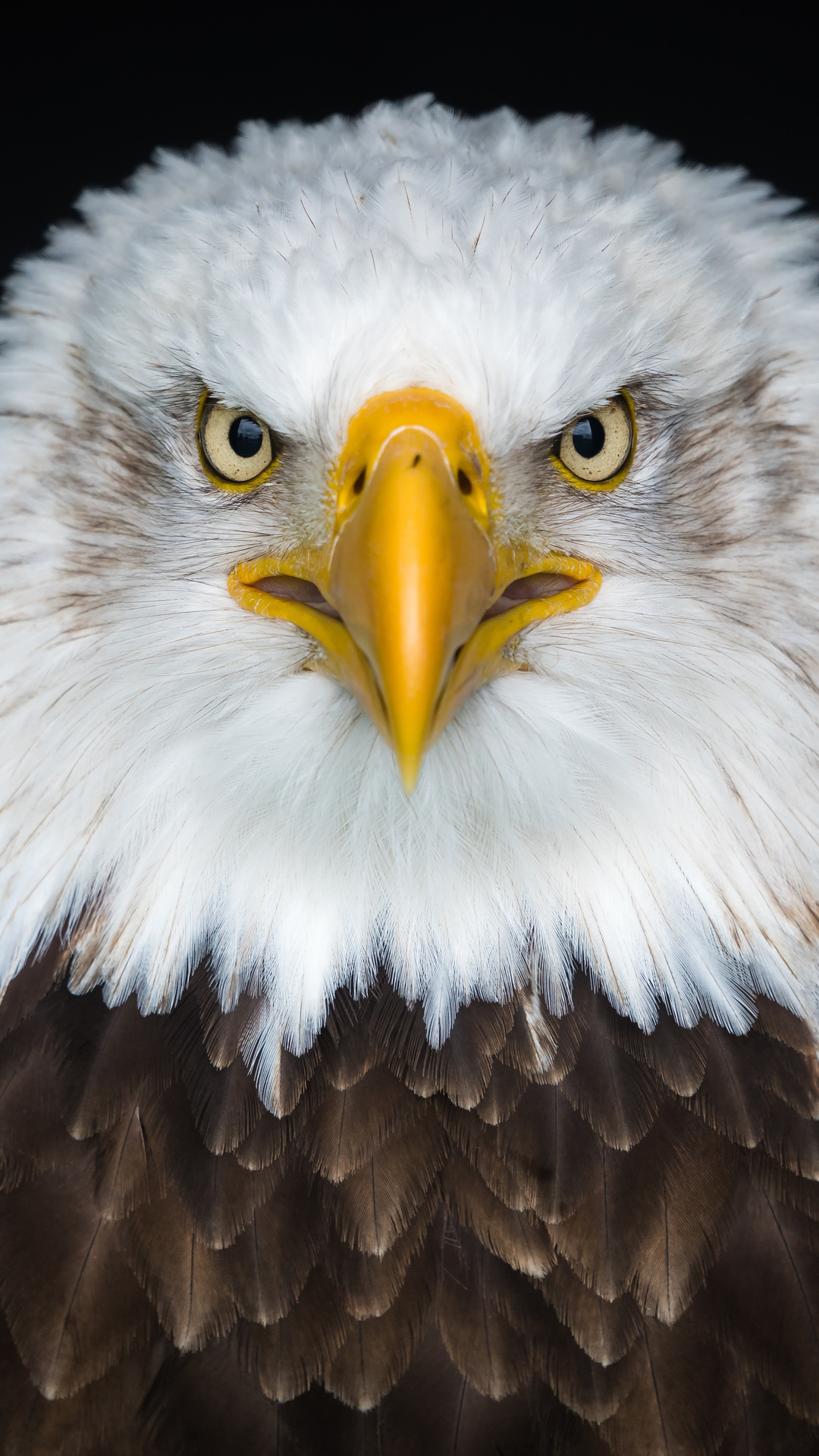Wallpaper Angry Eagle, Bald Eagle, Golden Eagle, Birds, African
