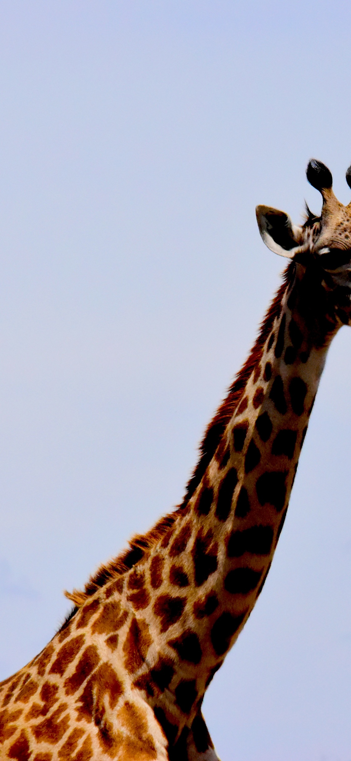 Girafe Debout Sur un Terrain D'herbe Verte Pendant la Journée. Wallpaper in 1125x2436 Resolution