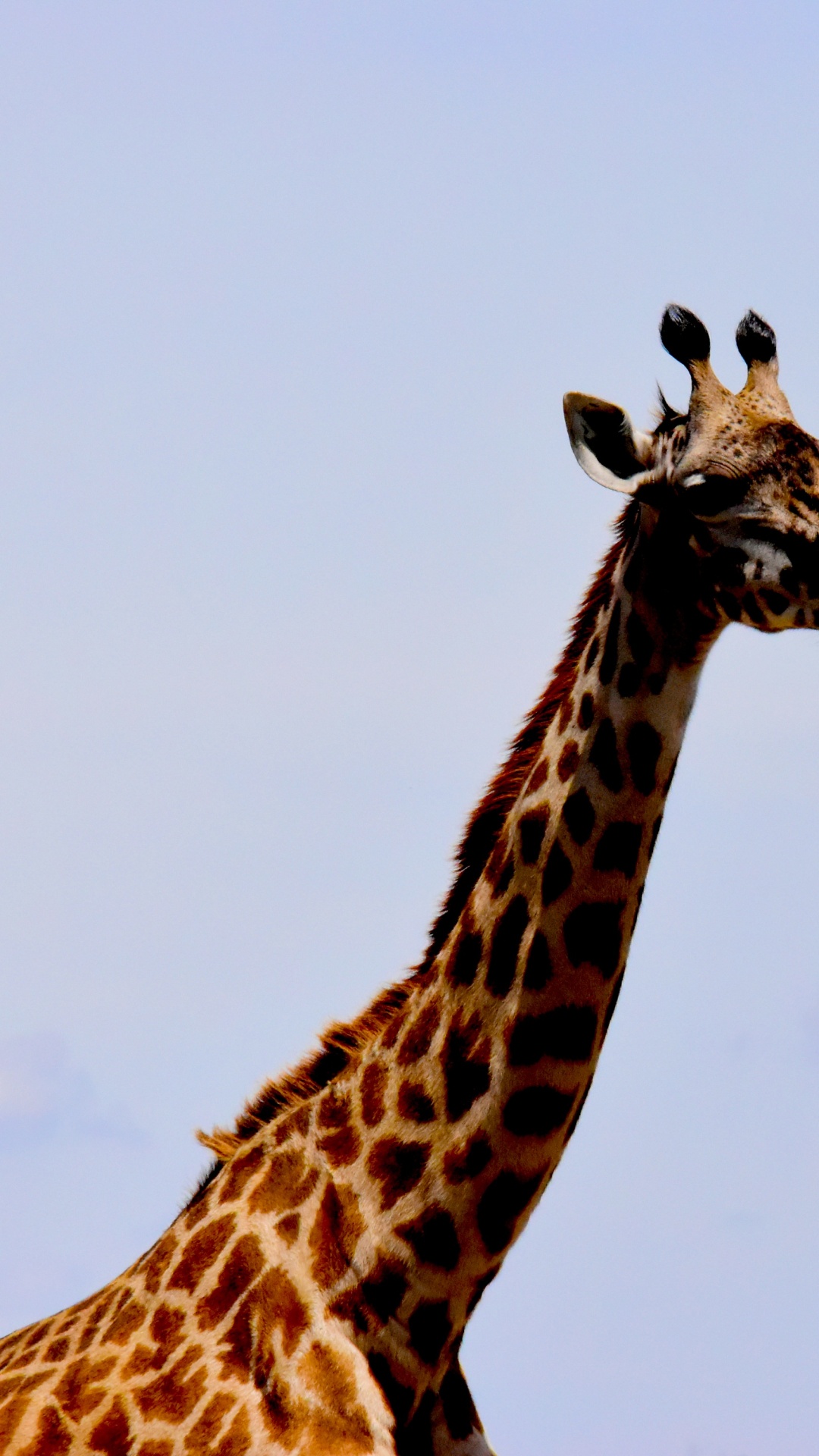 Giraffe Standing on Green Grass Field During Daytime. Wallpaper in 1080x1920 Resolution