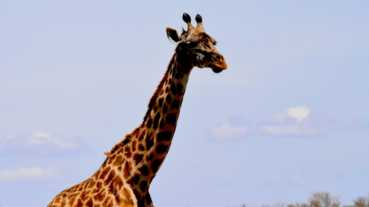 Giraffe Standing on Green Grass Field During Daytime. Wallpaper in 1280x720 Resolution