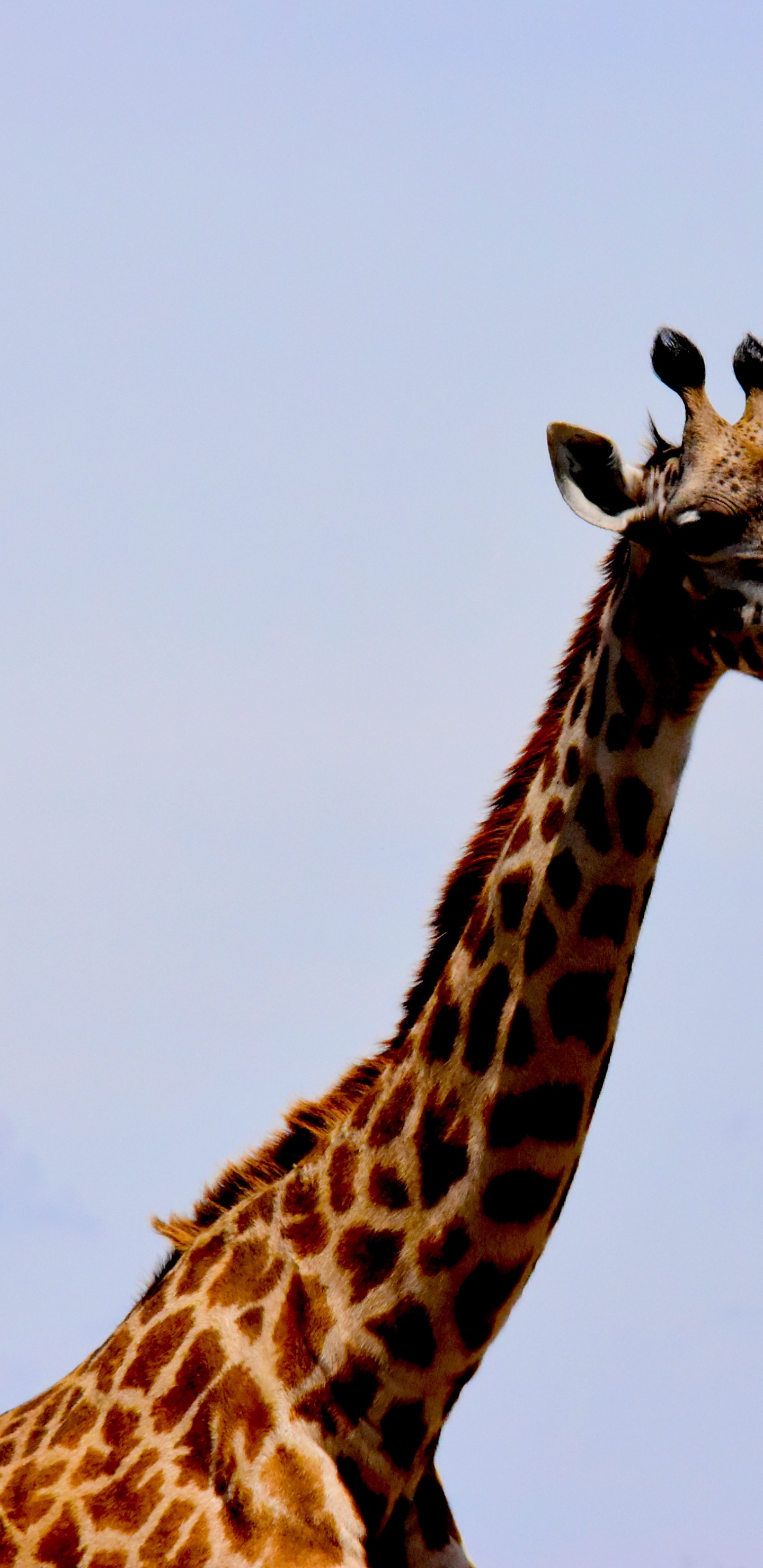 Giraffe Standing on Green Grass Field During Daytime. Wallpaper in 1440x2960 Resolution