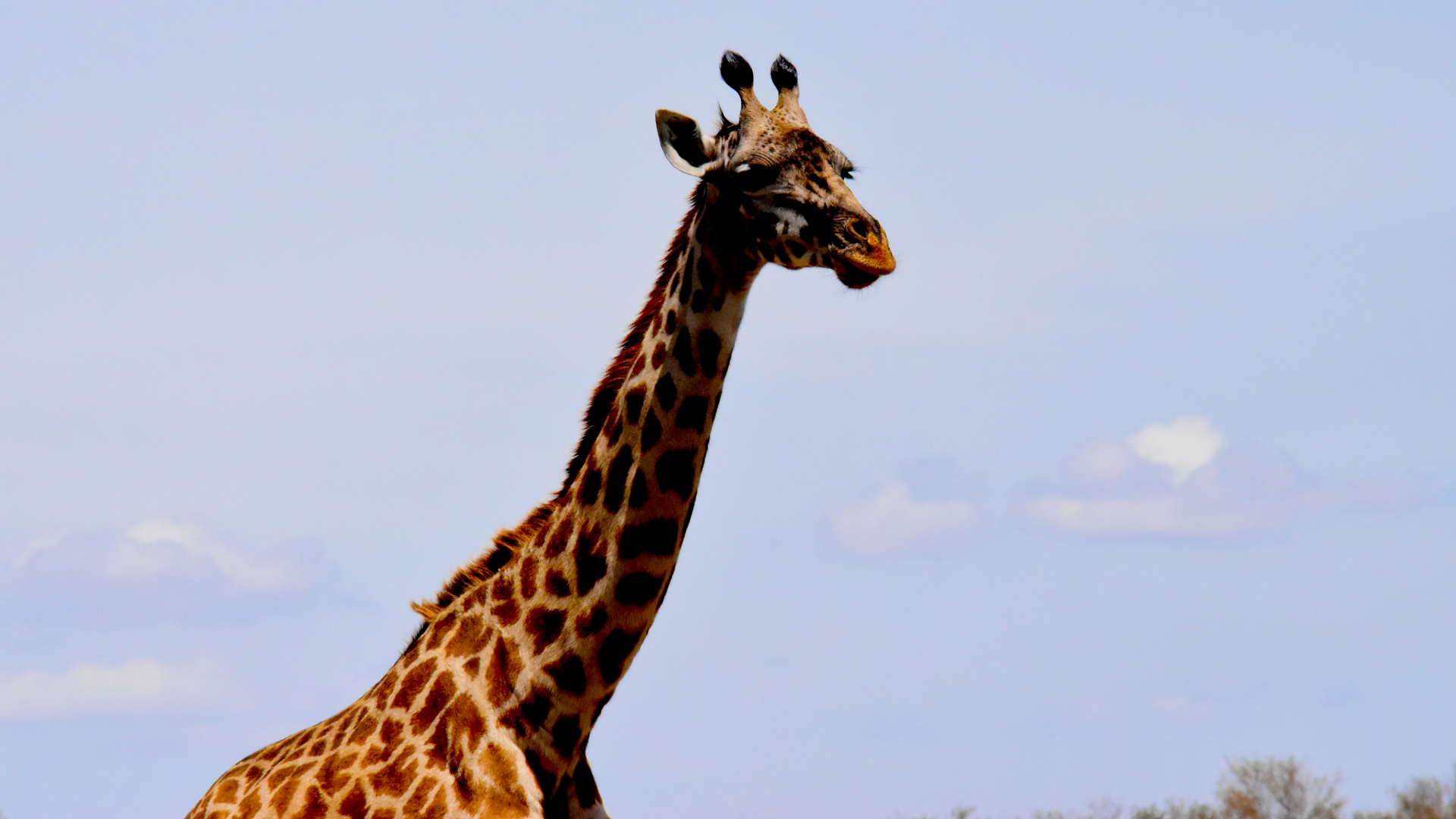 Giraffe Standing on Green Grass Field During Daytime. Wallpaper in 1920x1080 Resolution