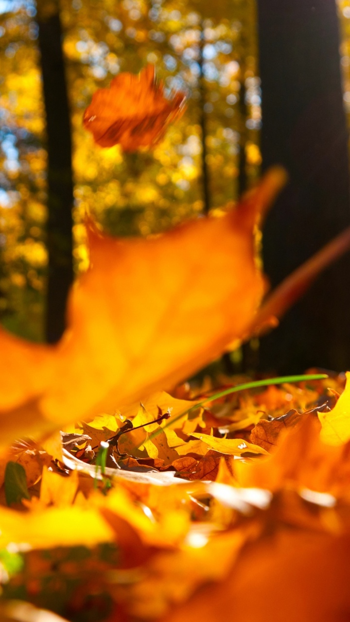 Brown Leaves on Ground During Daytime. Wallpaper in 720x1280 Resolution