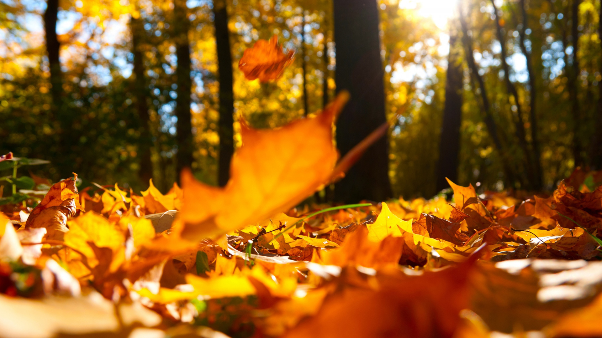Feuilles Brunes au Sol Pendant la Journée. Wallpaper in 1920x1080 Resolution