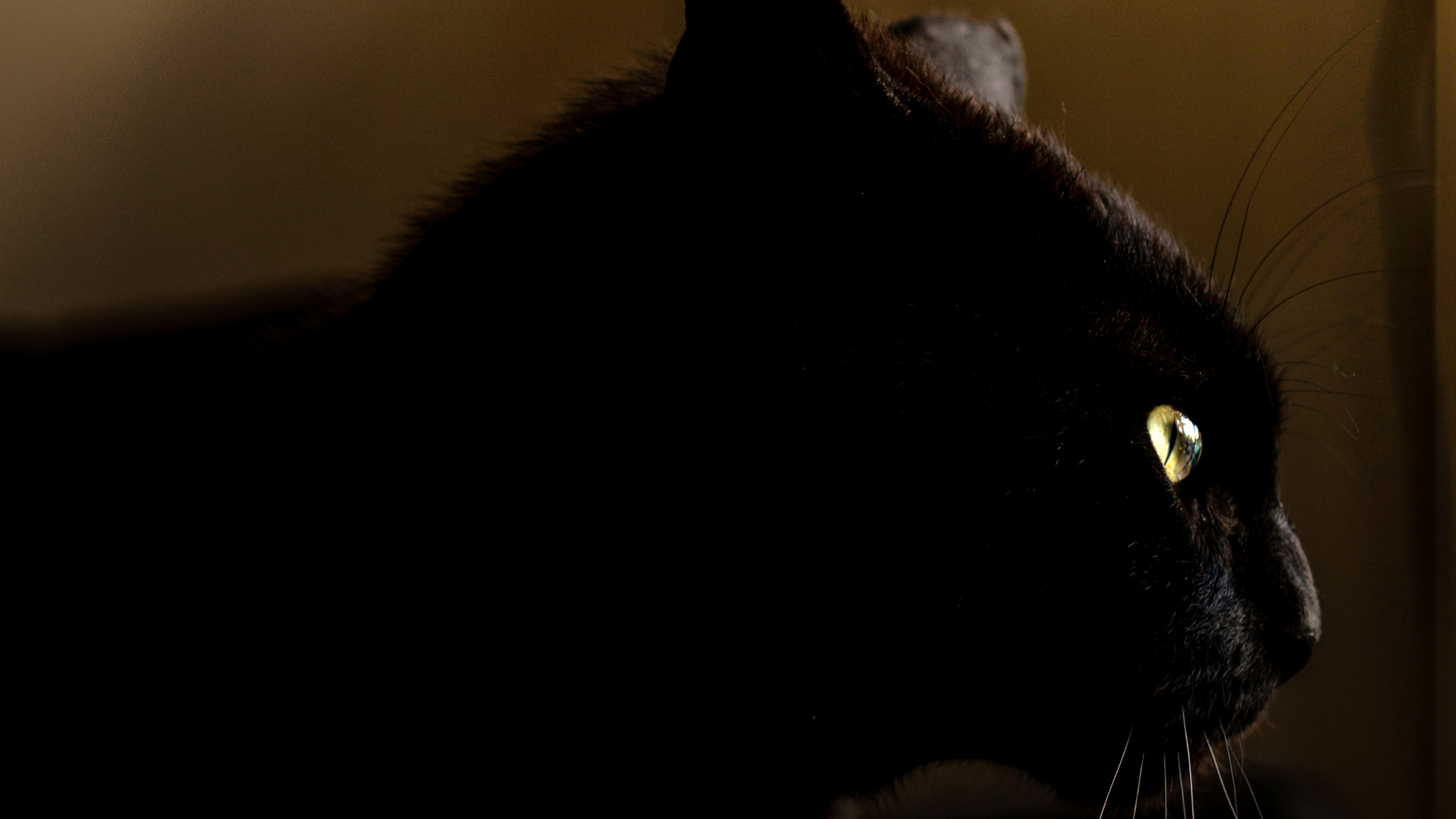 Gato Negro en Cuarto Oscuro. Wallpaper in 2560x1440 Resolution