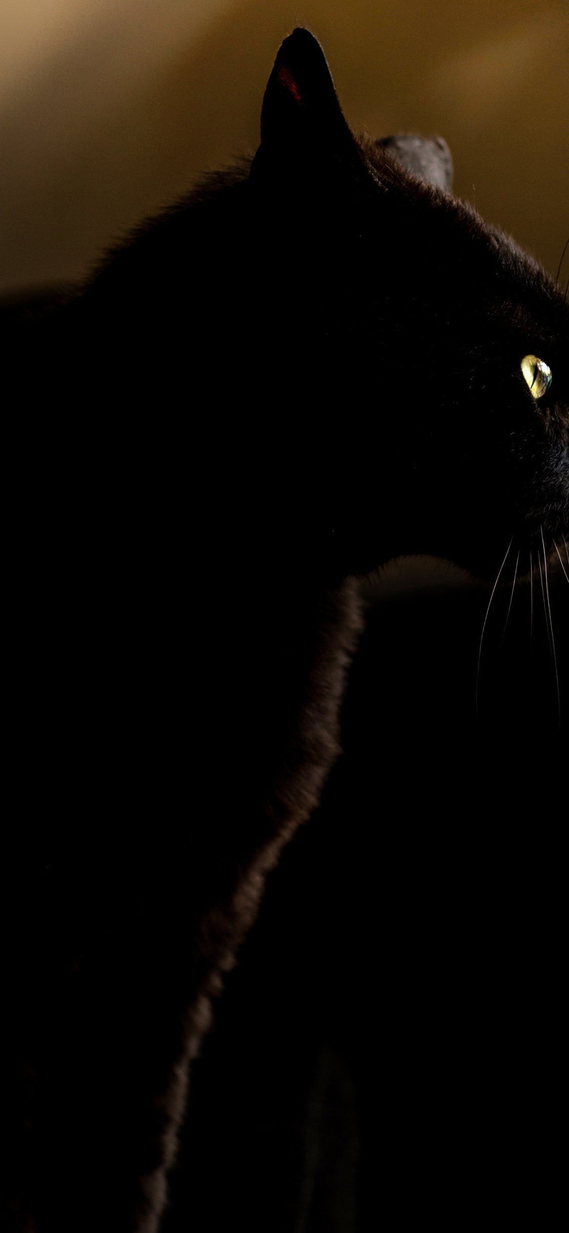 Schwarze Katze im Dunklen Raum. Wallpaper in 1125x2436 Resolution