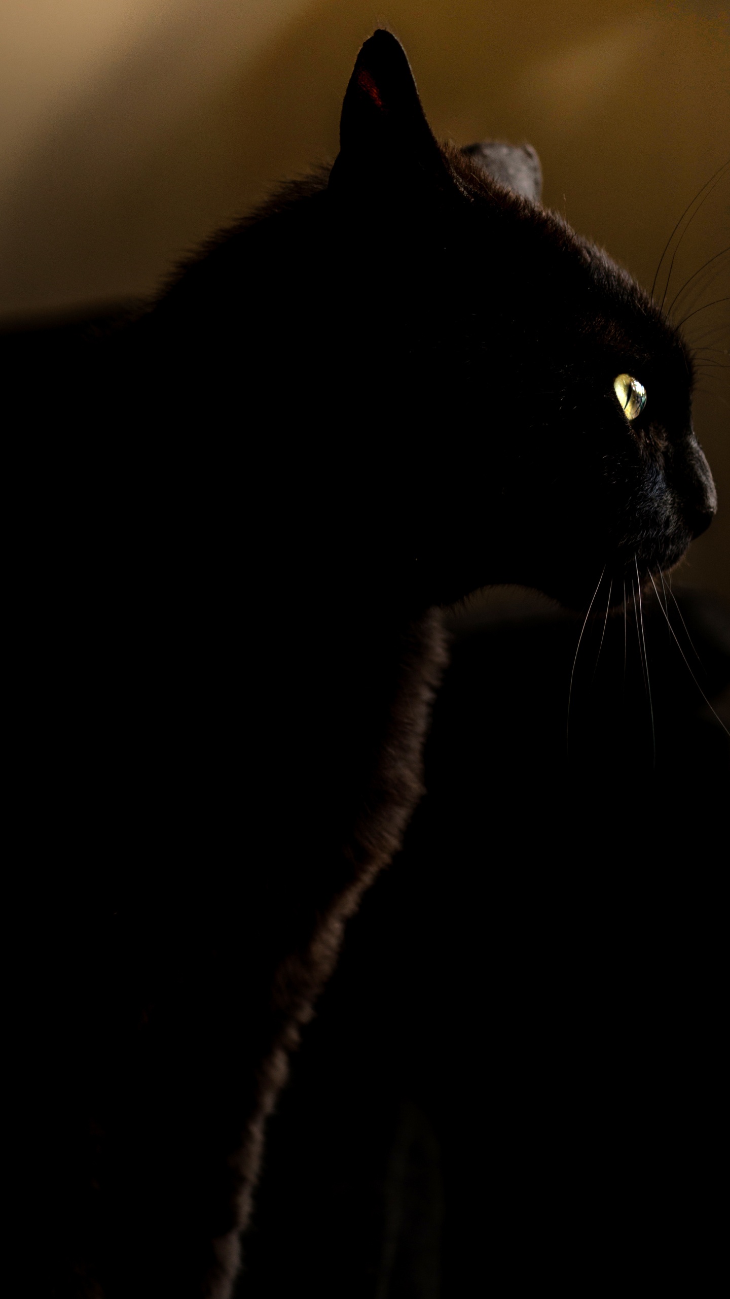 Schwarze Katze im Dunklen Raum. Wallpaper in 1440x2560 Resolution