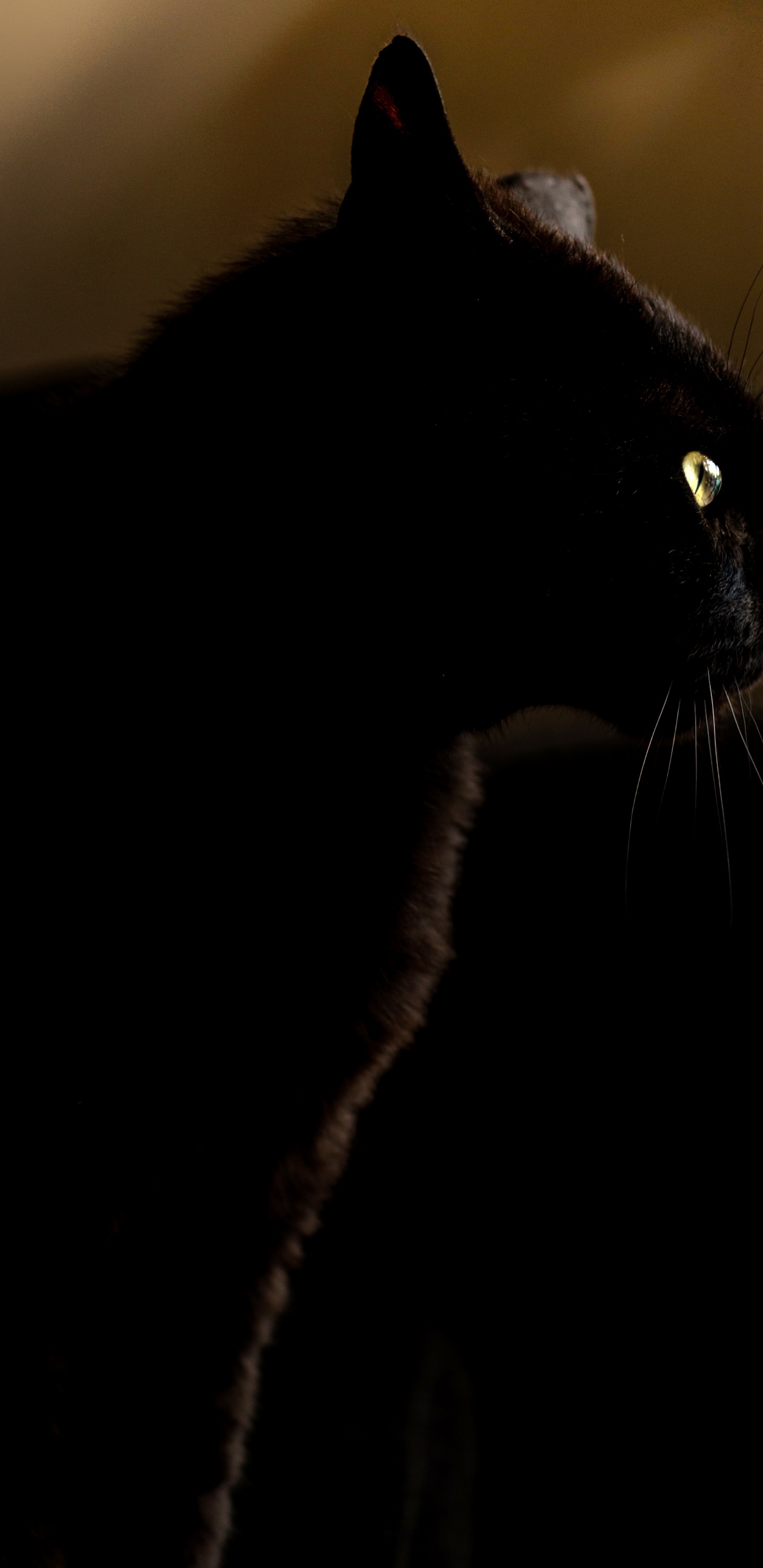 Schwarze Katze im Dunklen Raum. Wallpaper in 1440x2960 Resolution