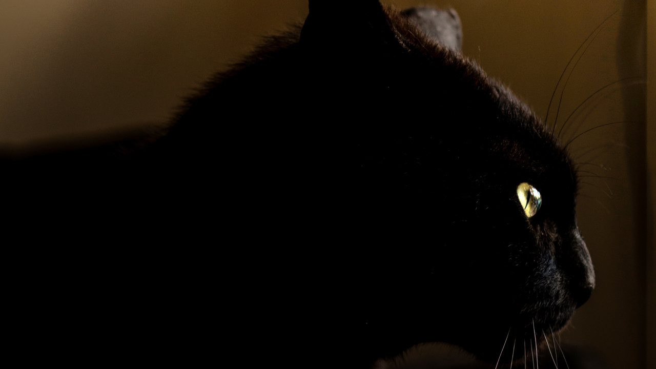 Download 1280x720 Wallpaper Black Cat in Dark Room Black Cat in Dark Room. Wallpaper in 1280x720 Resolution
