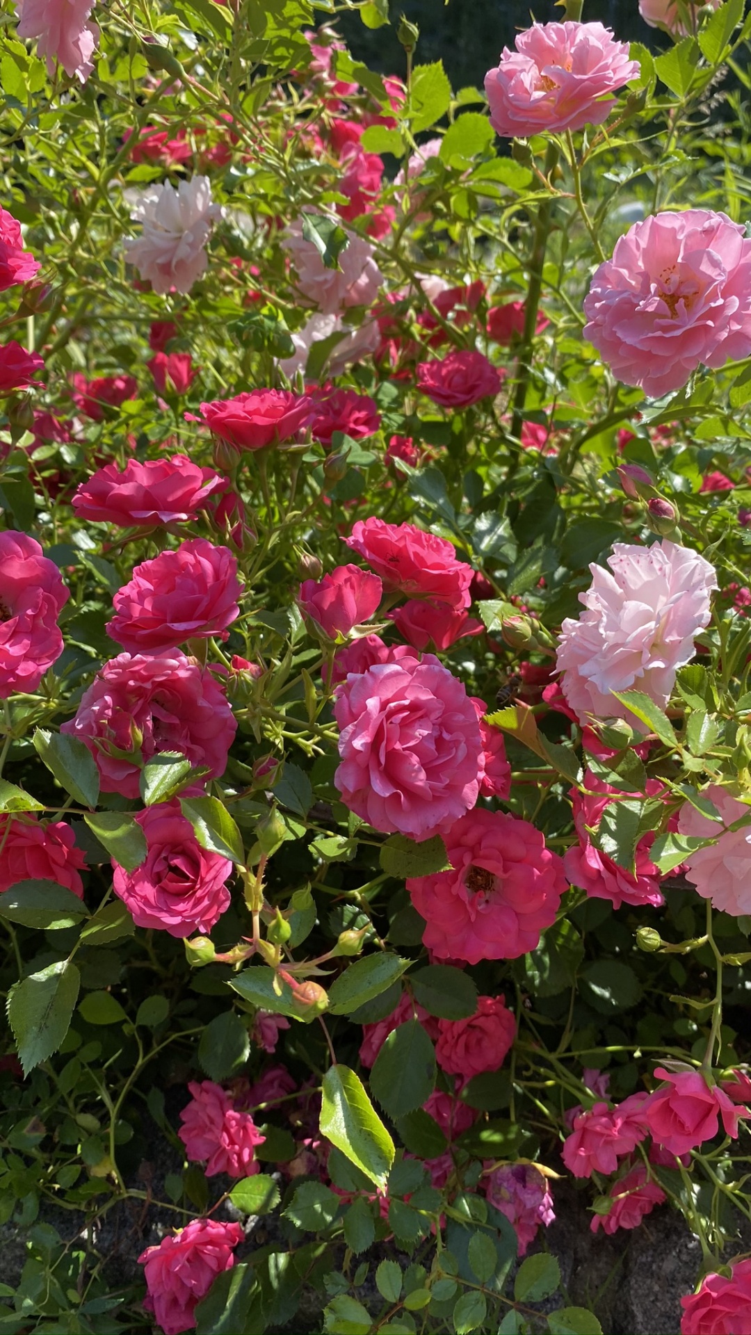 Floribunda, Garten Rosen, Blütenblatt, Pink, Blühende Pflanze. Wallpaper in 1080x1920 Resolution
