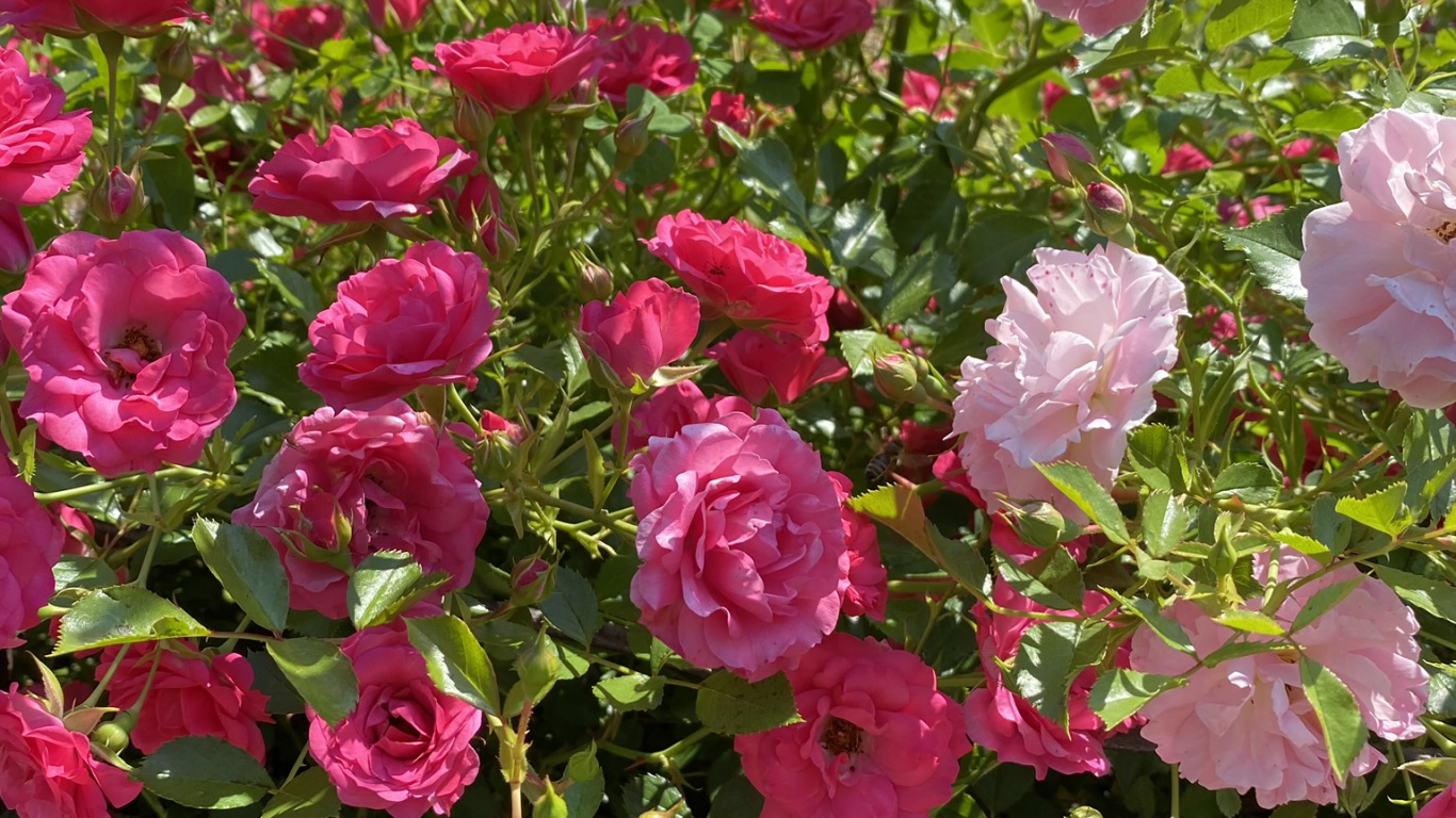 Floribunda, Las Rosas de Jardín, Pétalo, Rosa, la Floración de la Planta. Wallpaper in 1366x768 Resolution