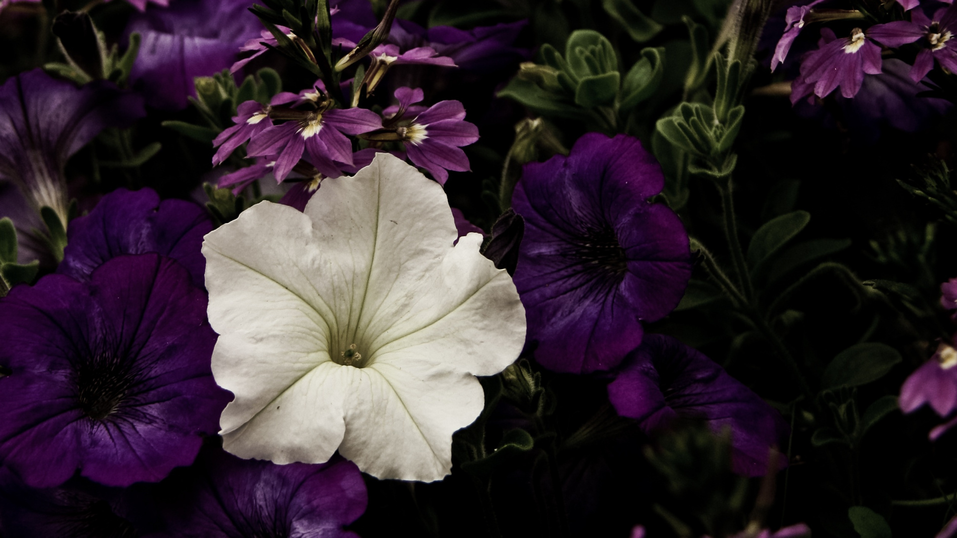 Lila Und Weiße Blume Mit Grünen Blättern. Wallpaper in 1920x1080 Resolution