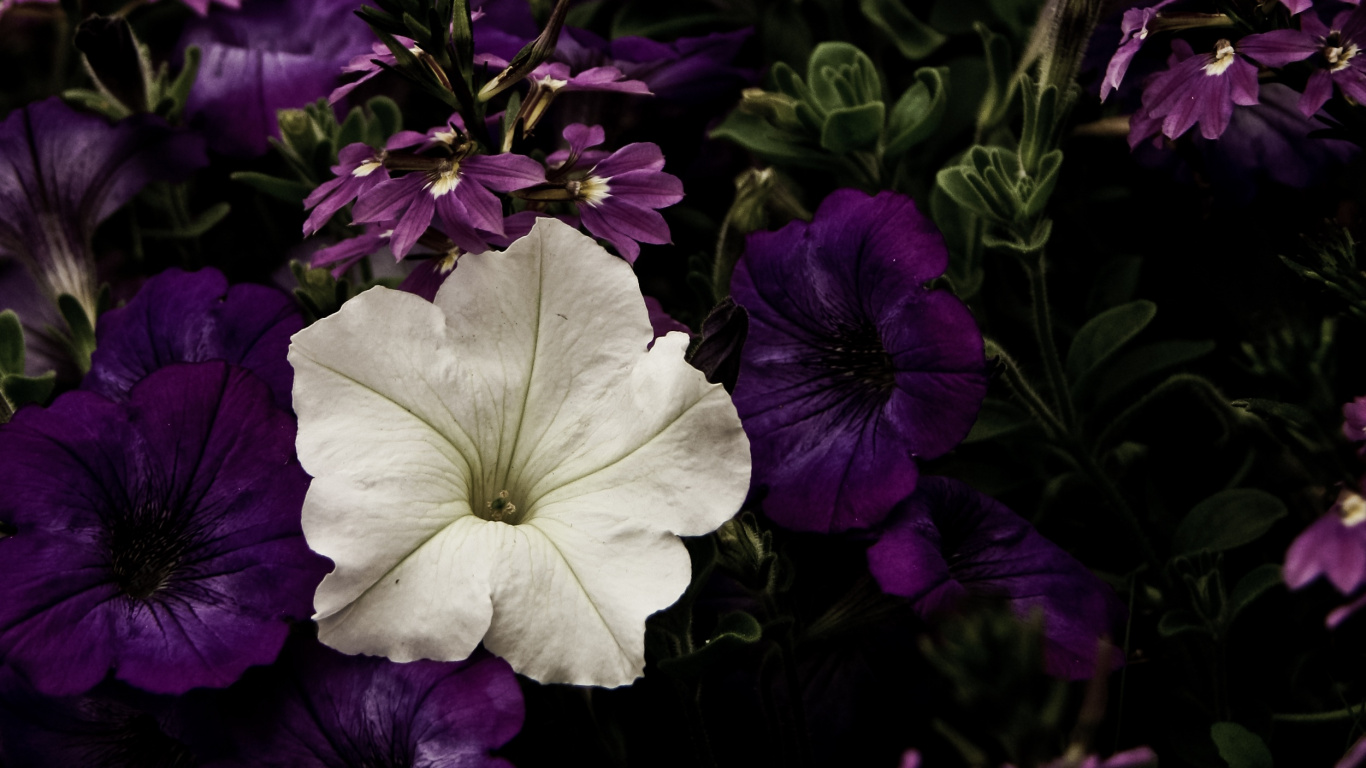 Purple and White Flower With Green Leaves. Wallpaper in 1366x768 Resolution