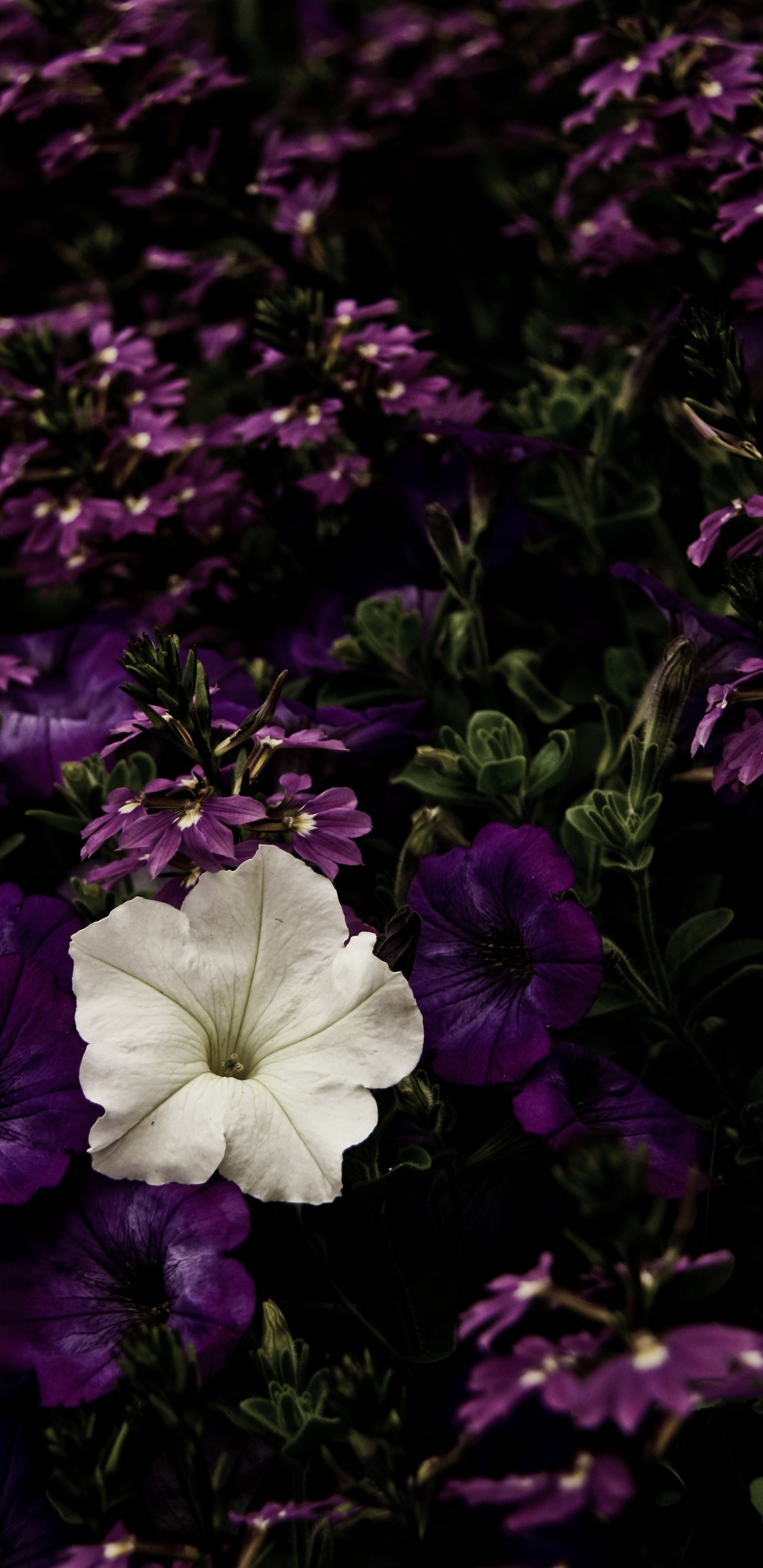 Fleur Violette et Blanche Avec Des Feuilles Vertes. Wallpaper in 1440x2960 Resolution
