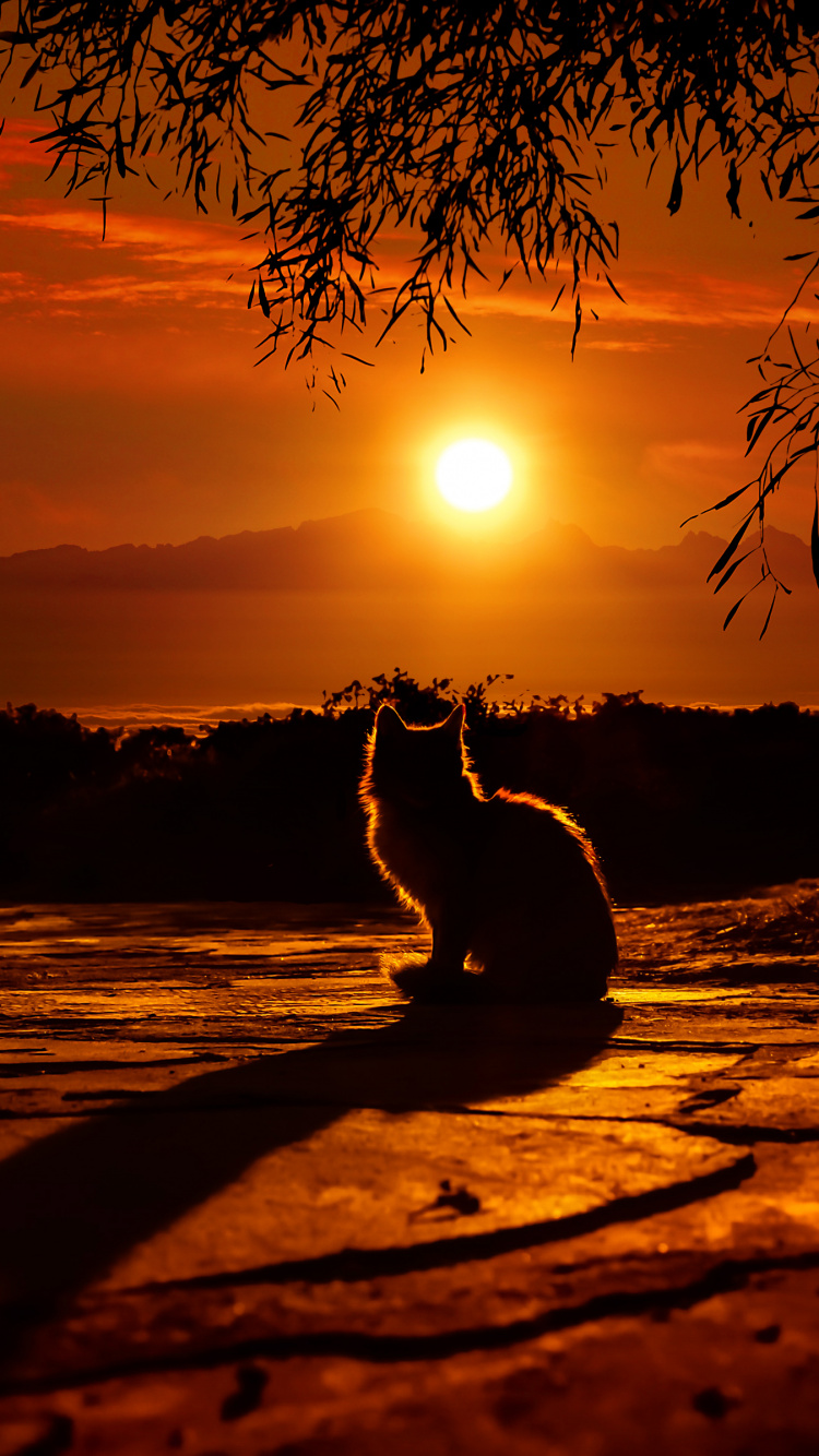 Silhouette de Personne Debout Sur la Plage Pendant le Coucher du Soleil. Wallpaper in 750x1334 Resolution