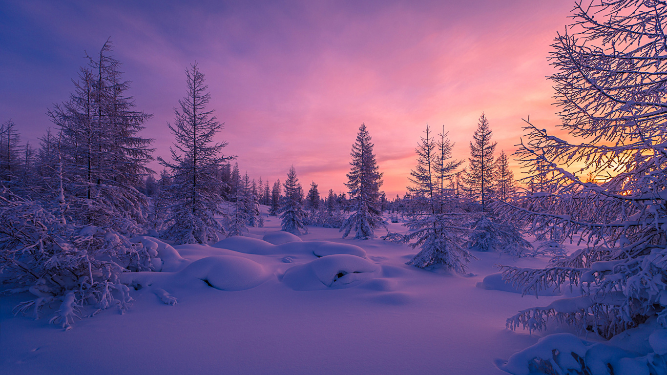 Snow Covered Trees During Daytime. Wallpaper in 1366x768 Resolution