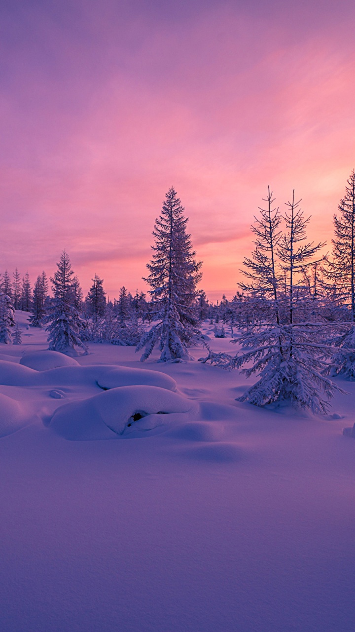 Árboles Cubiertos de Nieve Durante el Día. Wallpaper in 720x1280 Resolution