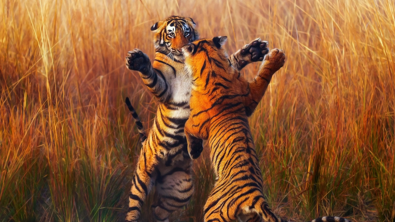 Tiger Cub Sur Terrain D'herbe Verte Pendant la Journée. Wallpaper in 1366x768 Resolution