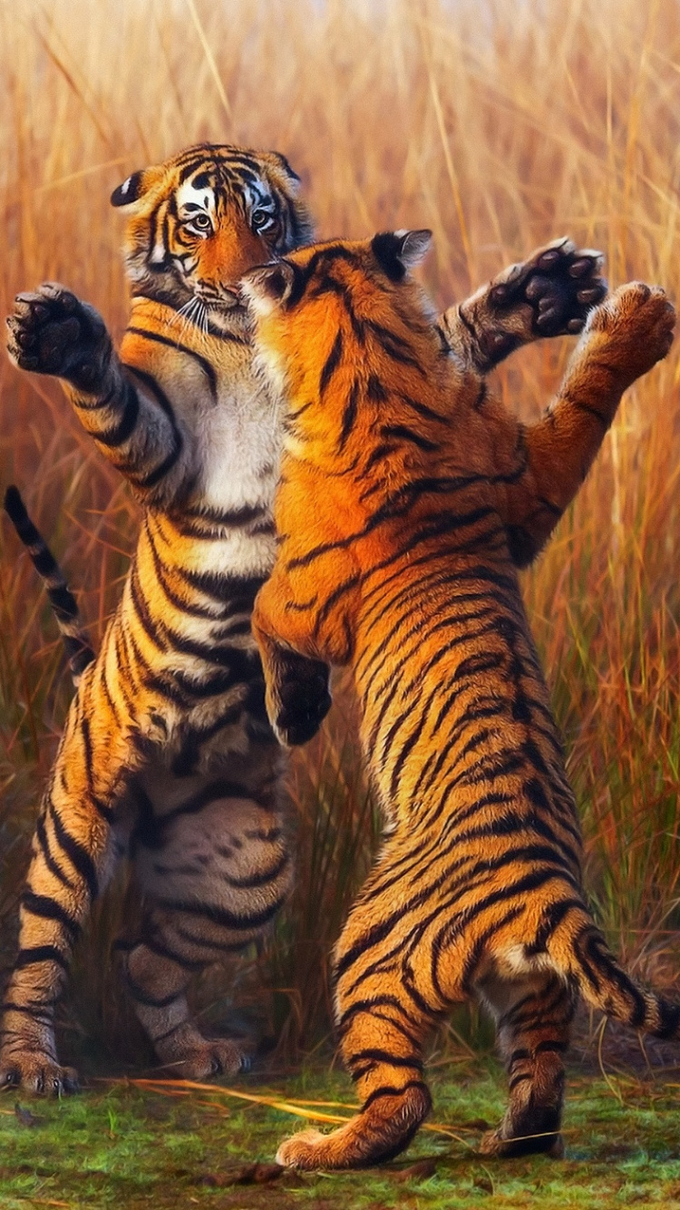Tiger Cub on Green Grass Field During Daytime. Wallpaper in 750x1334 Resolution