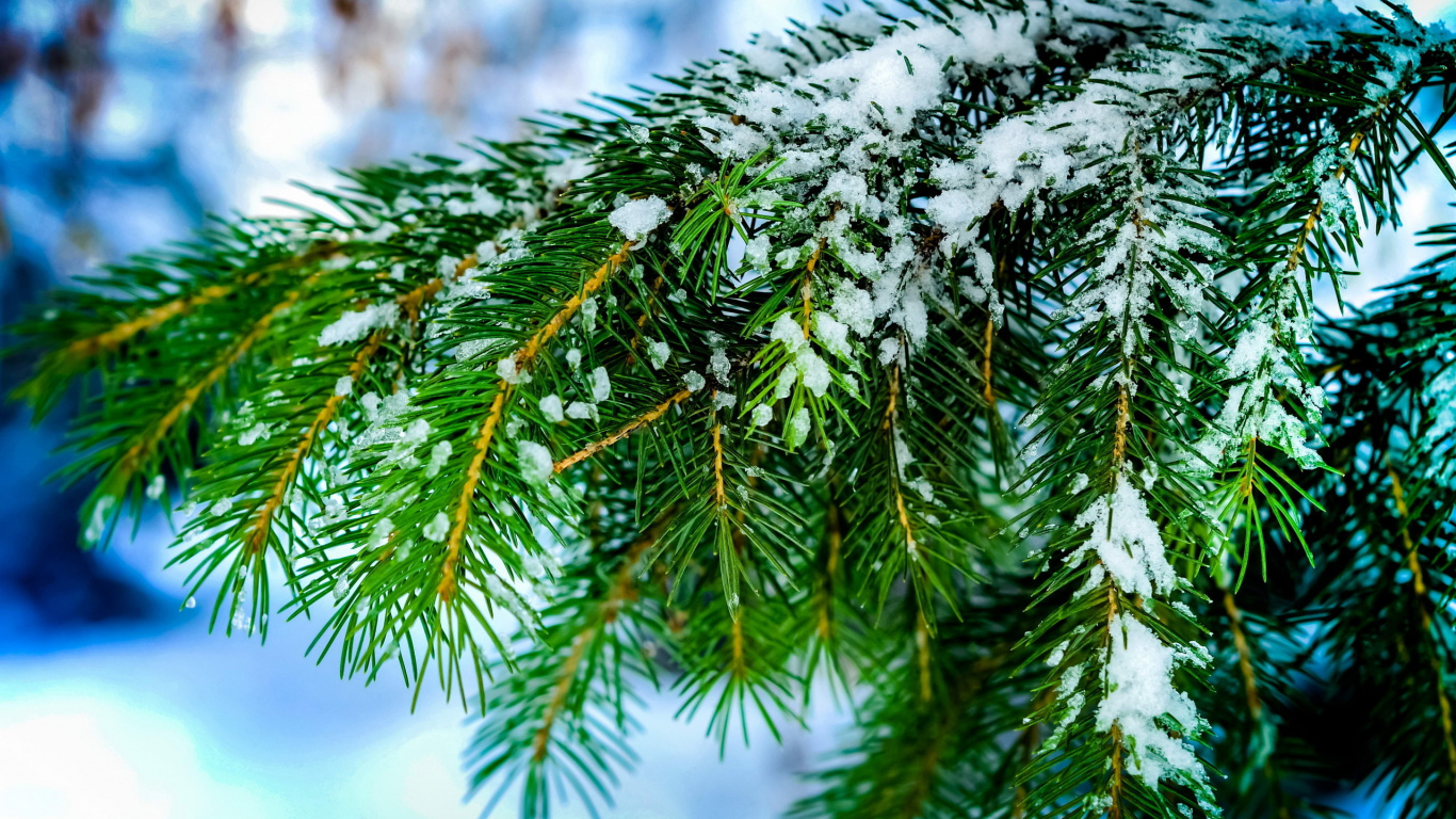 Pino Verde Cubierto de Nieve. Wallpaper in 1366x768 Resolution