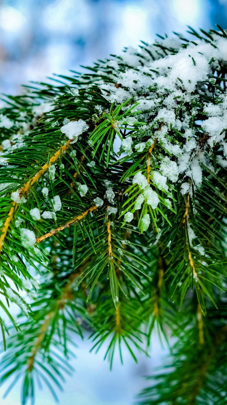 Pino Verde Cubierto de Nieve. Wallpaper in 750x1334 Resolution