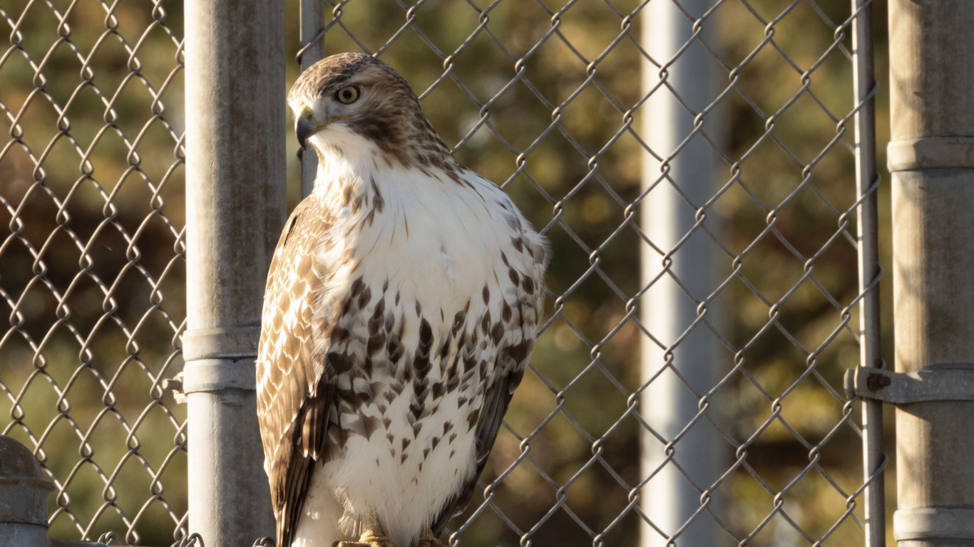 Falke, Birds, Falcon, Wissenschaft, Biologie. Wallpaper in 1366x768 Resolution
