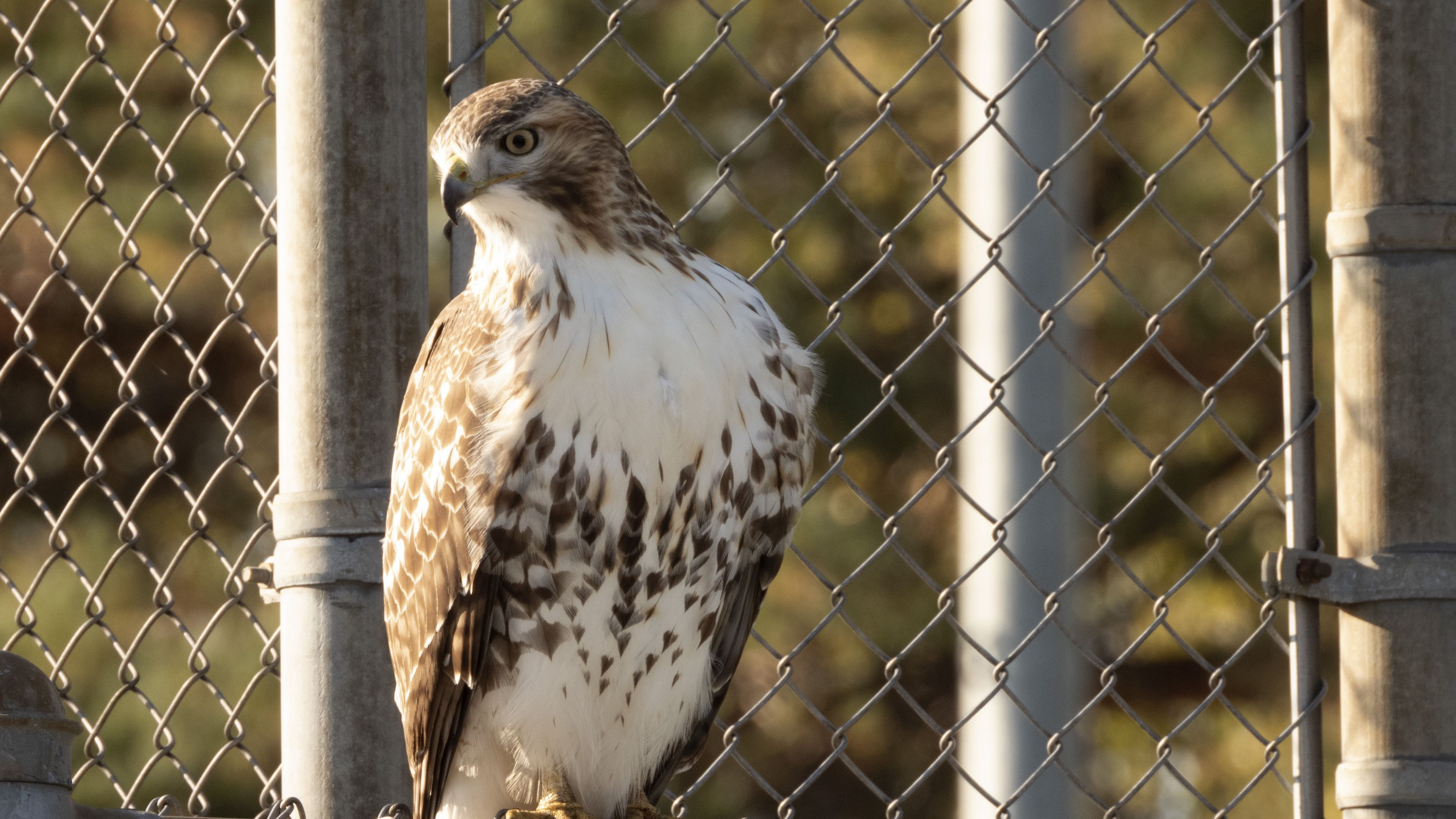 Hawk, Oiseau de Proie, Falcon, Sciences, Biologie. Wallpaper in 3840x2160 Resolution