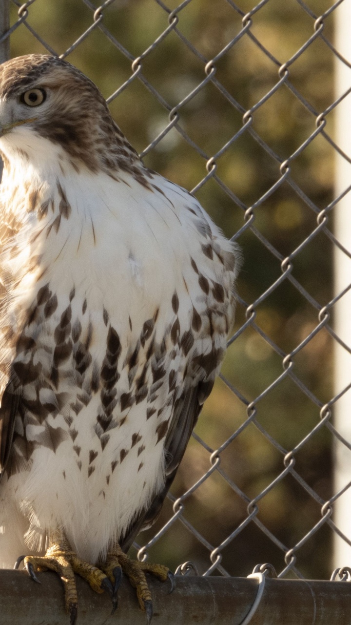 Hawk, Oiseau de Proie, Falcon, Sciences, Biologie. Wallpaper in 720x1280 Resolution