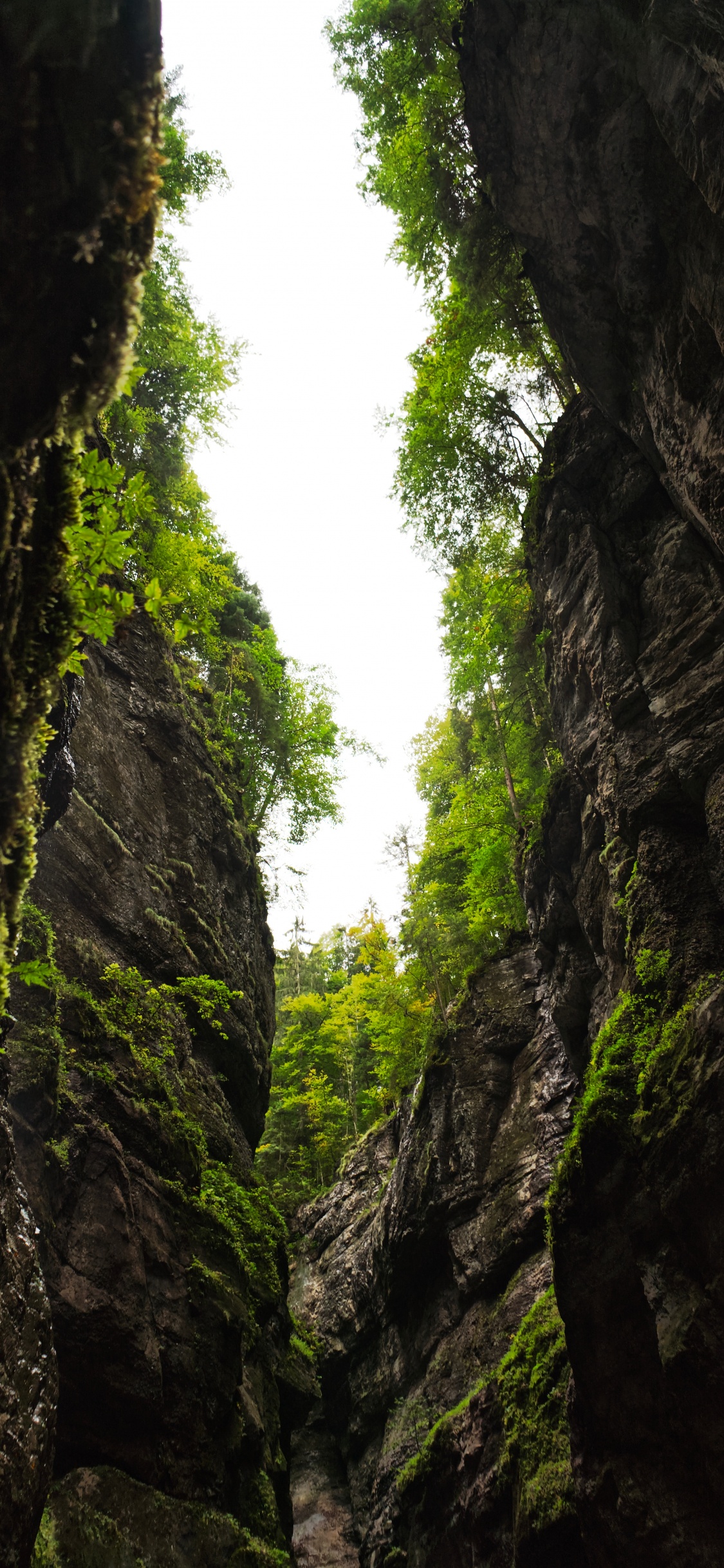 Nature, Végétation, Green, Environnement Naturel, la Réserve Naturelle De. Wallpaper in 1125x2436 Resolution