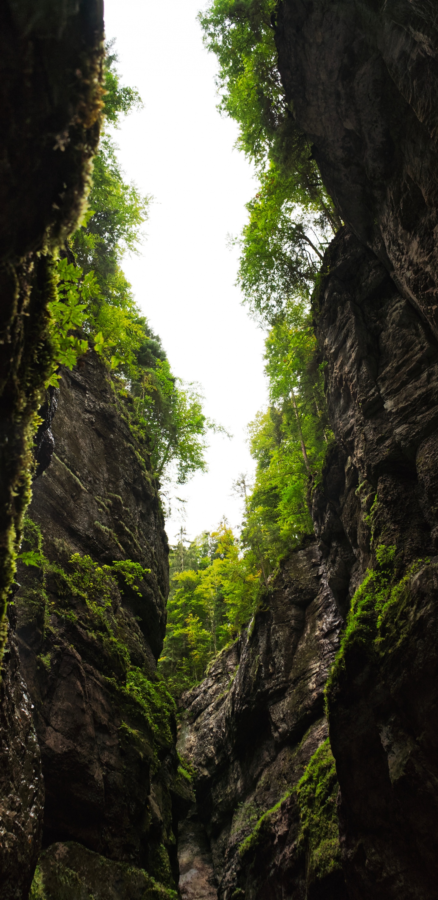 Natur, Vegetation, Gr, Baum, Natürlichen Umgebung. Wallpaper in 1440x2960 Resolution