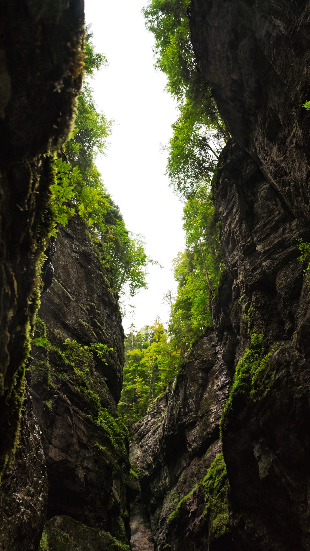 Nature, Vegetation, Green, Tree, Natural Environment. Wallpaper in 1080x1920 Resolution