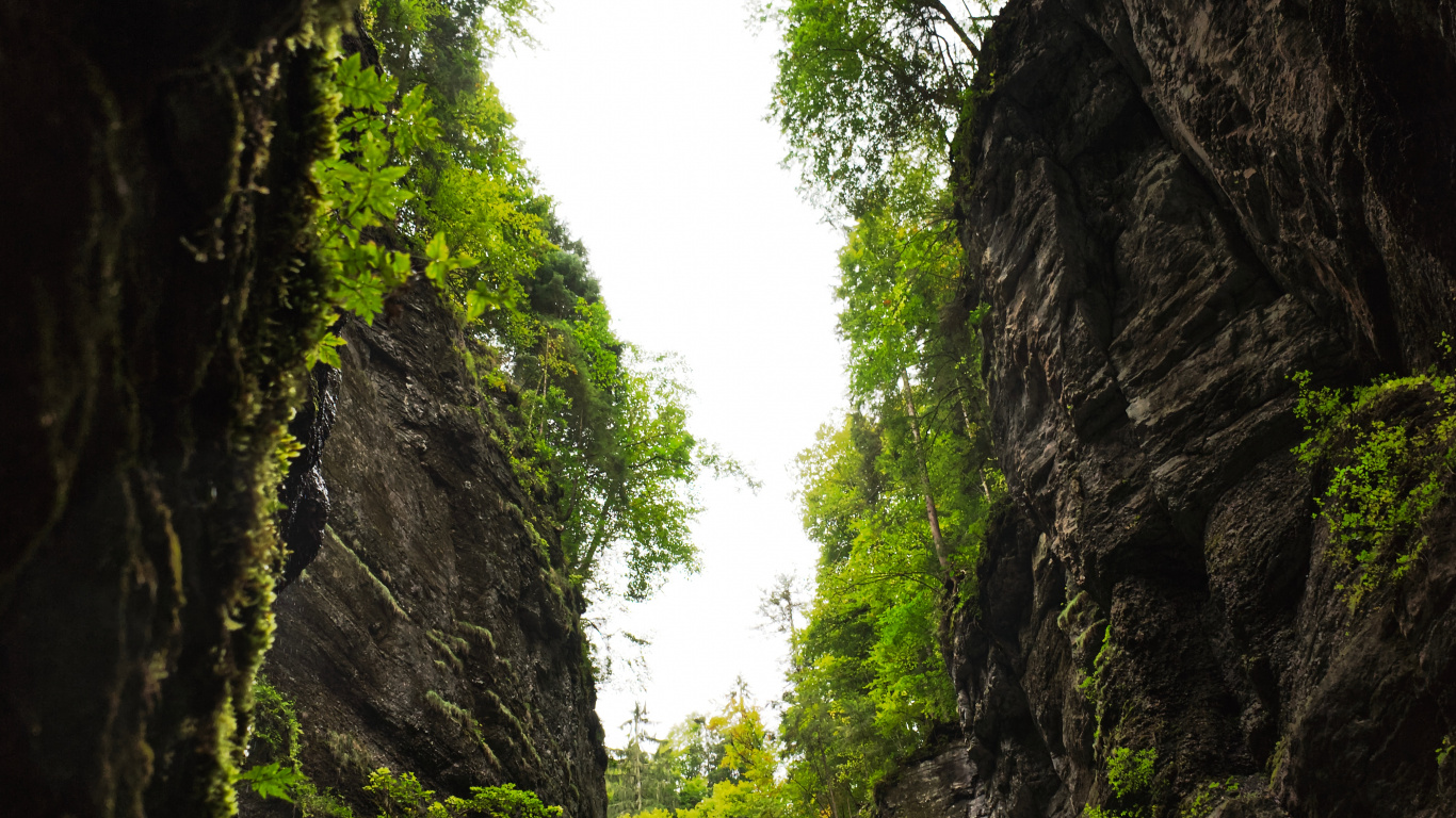 Nature, Vegetation, Green, Tree, Natural Environment. Wallpaper in 1366x768 Resolution