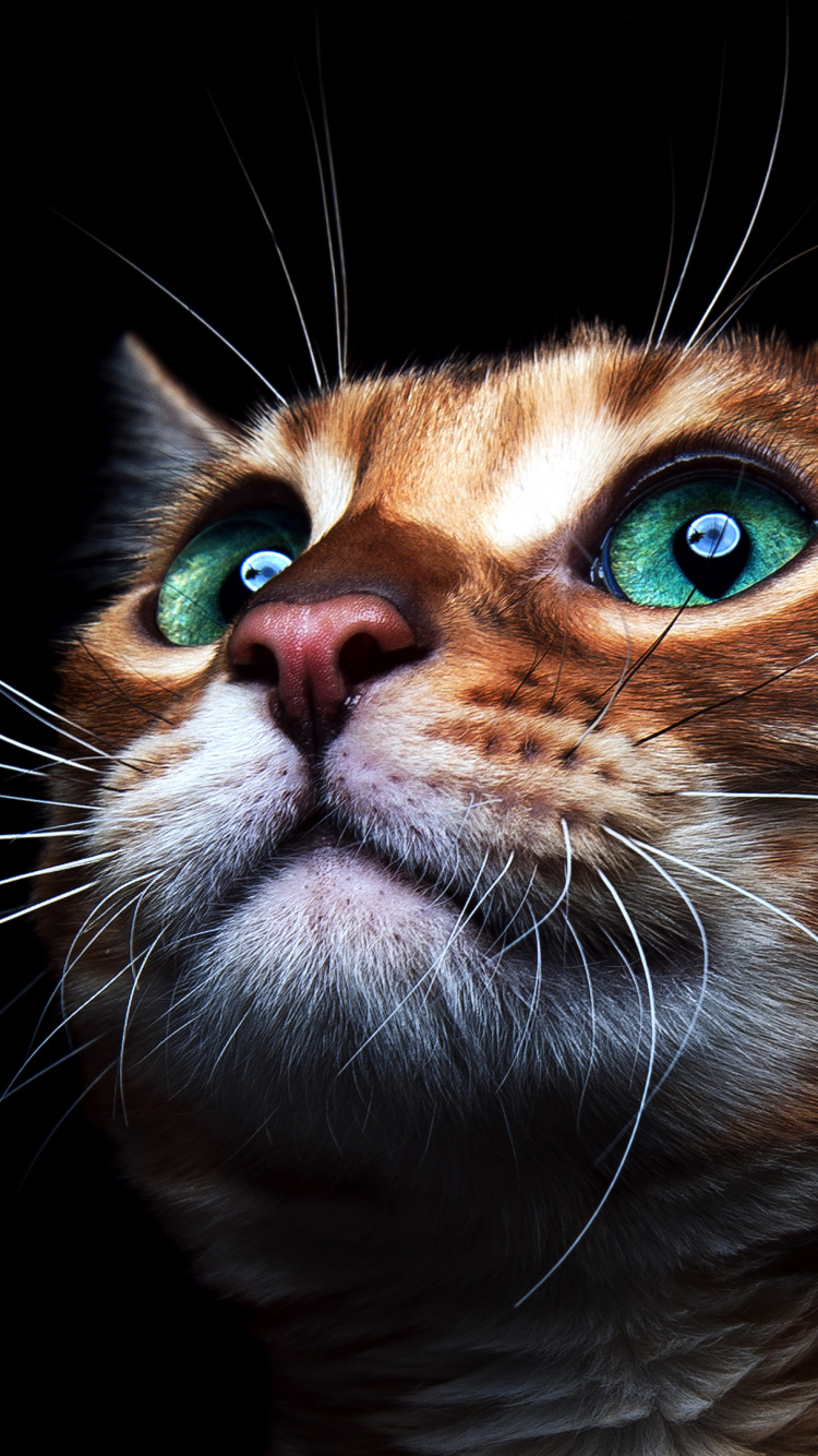 小猫, 胡须, 猫科, 鼻子, 拉布拉多犬 壁纸 750x1334 允许