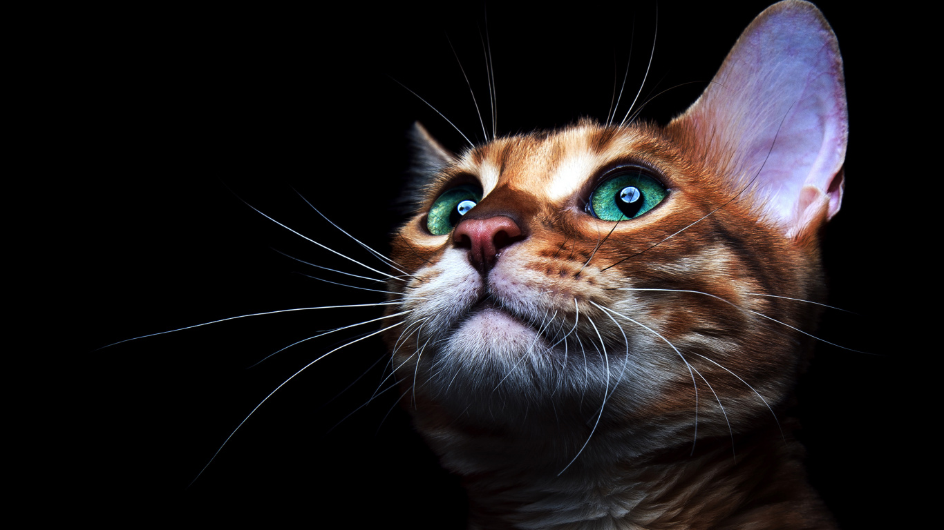 Orange and White Tabby Cat. Wallpaper in 1366x768 Resolution