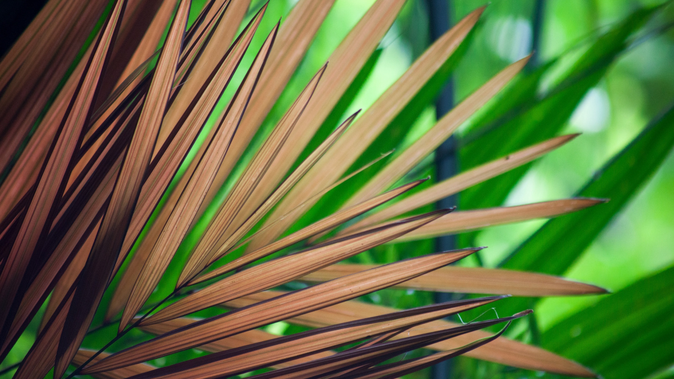 Green and Brown Plant During Daytime. Wallpaper in 1366x768 Resolution