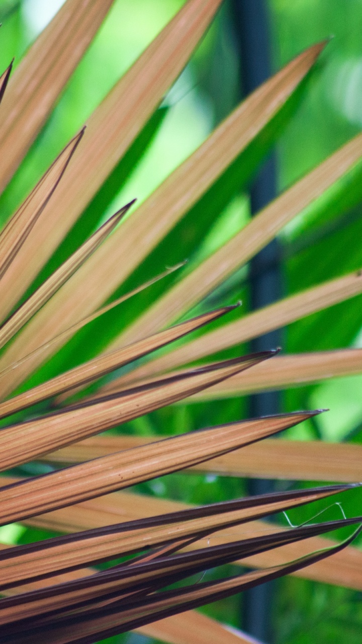 Planta Verde y Marrón Durante el Día.. Wallpaper in 720x1280 Resolution