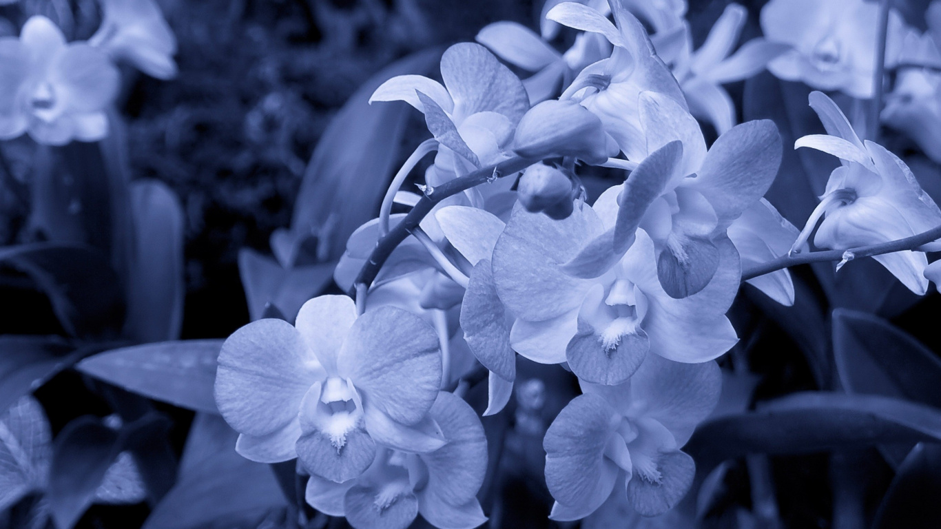 White Moth Orchids in Bloom During Daytime. Wallpaper in 1366x768 Resolution