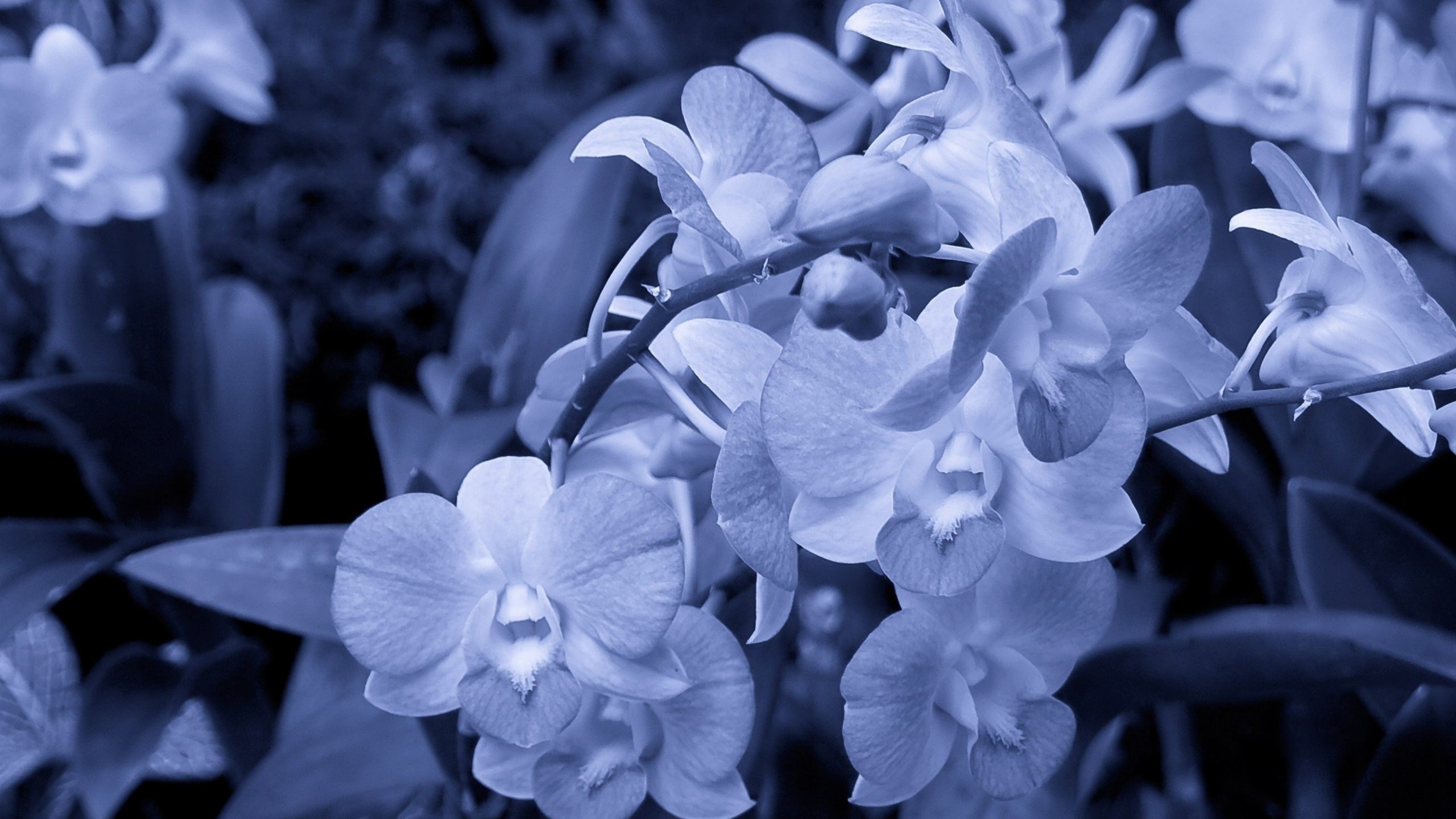 White Moth Orchids in Bloom During Daytime. Wallpaper in 2560x1440 Resolution