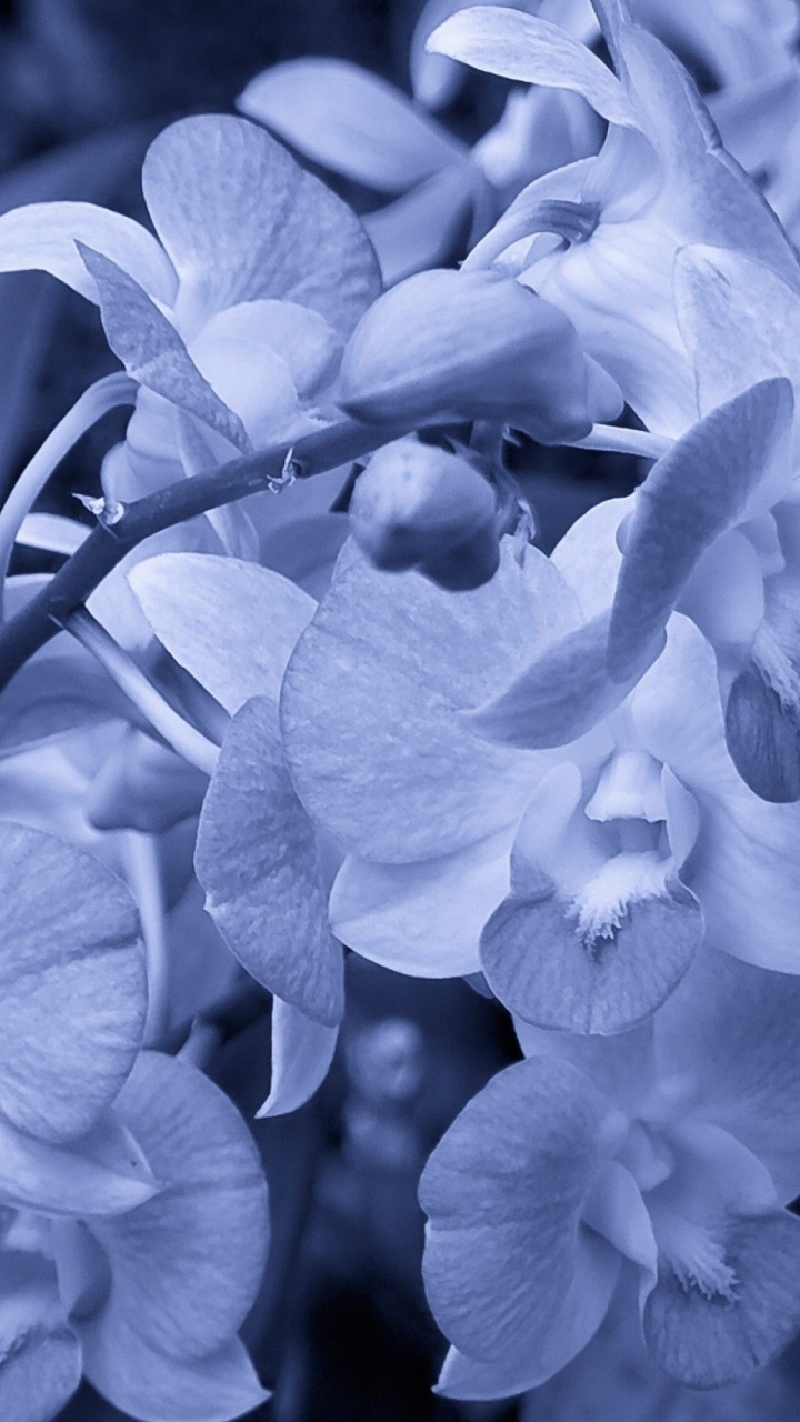 Tagsüber Blühen Weiße Mottenorchideen. Wallpaper in 720x1280 Resolution