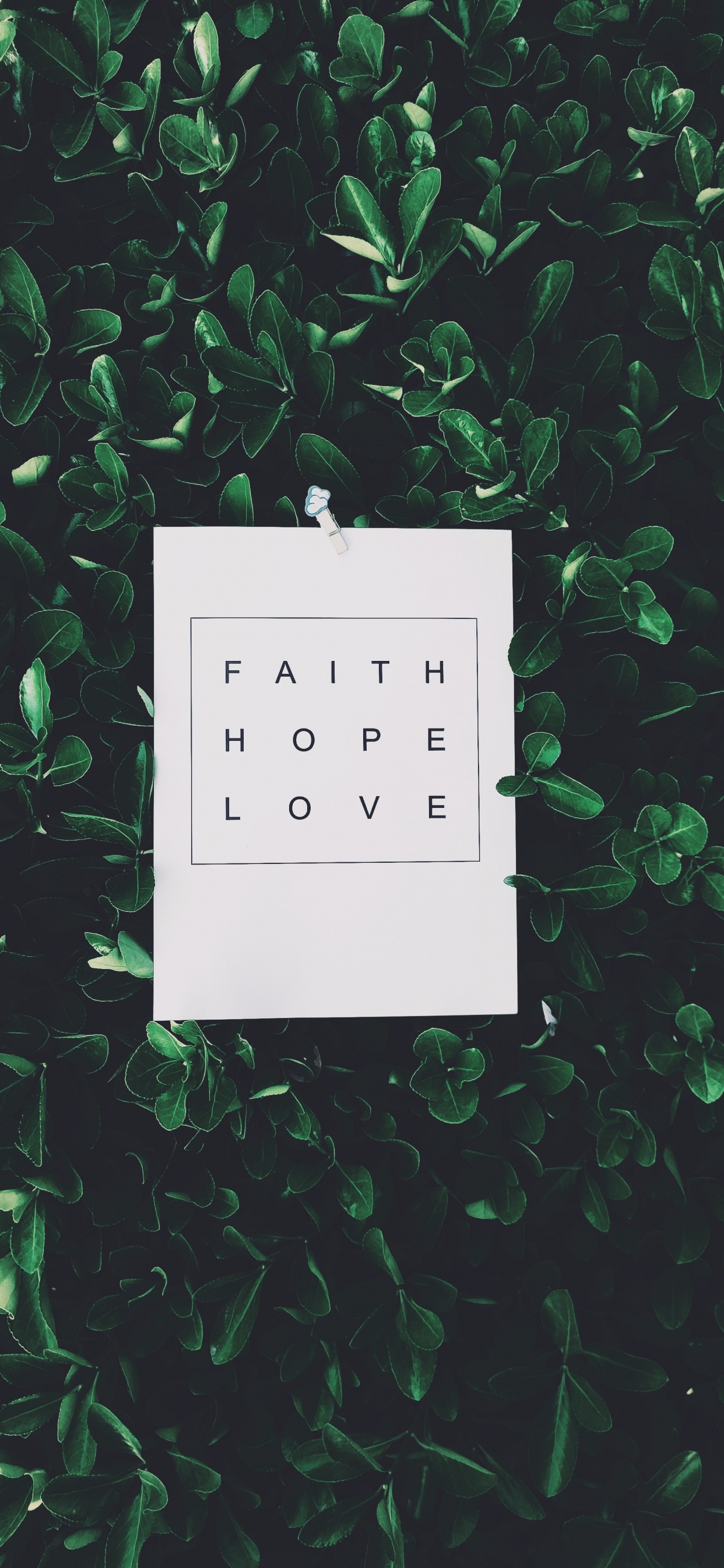 Weißes Druckerpapier Auf Grüner Pflanze. Wallpaper in 1242x2688 Resolution