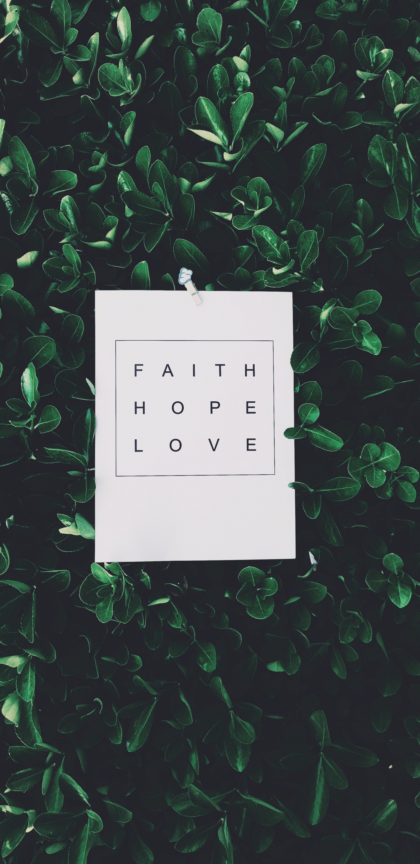 草, 绿色的, 矩形, 文本, 数量 壁纸 1440x2960 允许