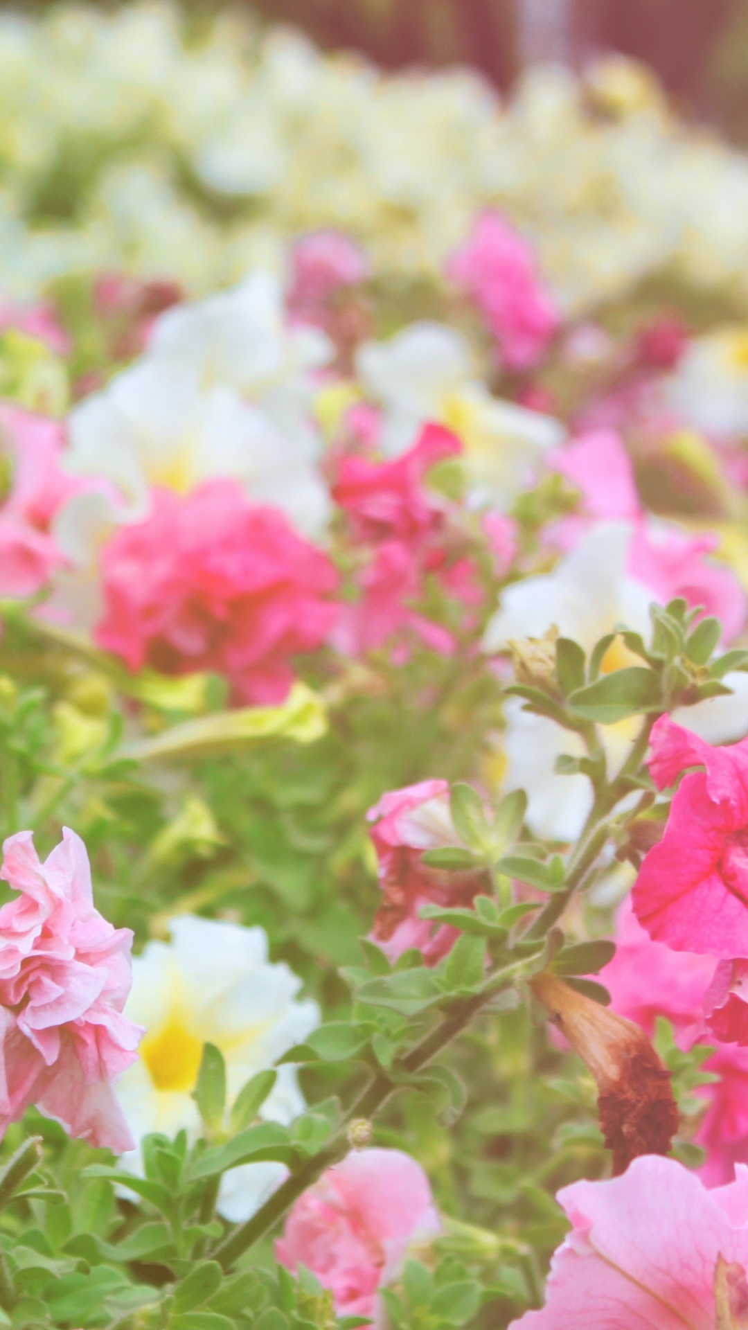 Pink and White Flowers During Daytime. Wallpaper in 1080x1920 Resolution