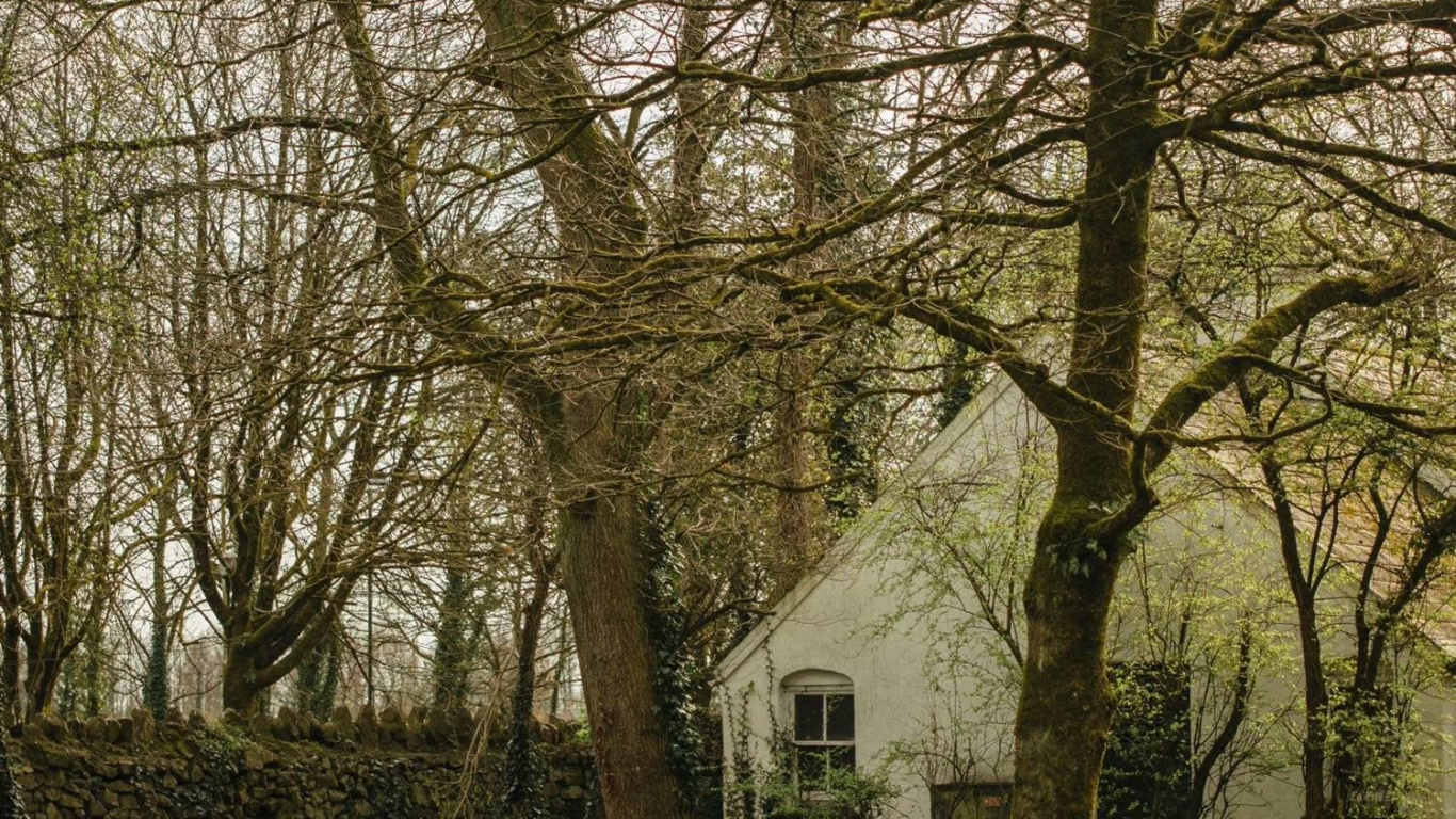 Branch, Blatt, Biologie, Baum, Naturlandschaft. Wallpaper in 1366x768 Resolution