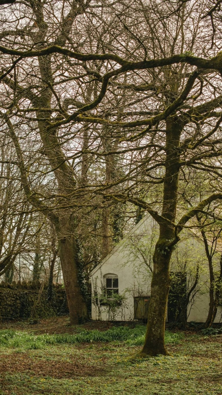 Branch, Blatt, Biologie, Baum, Naturlandschaft. Wallpaper in 720x1280 Resolution