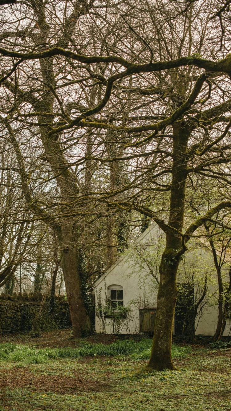 Branch, Leaf, Plant, Biology, Tree. Wallpaper in 750x1334 Resolution